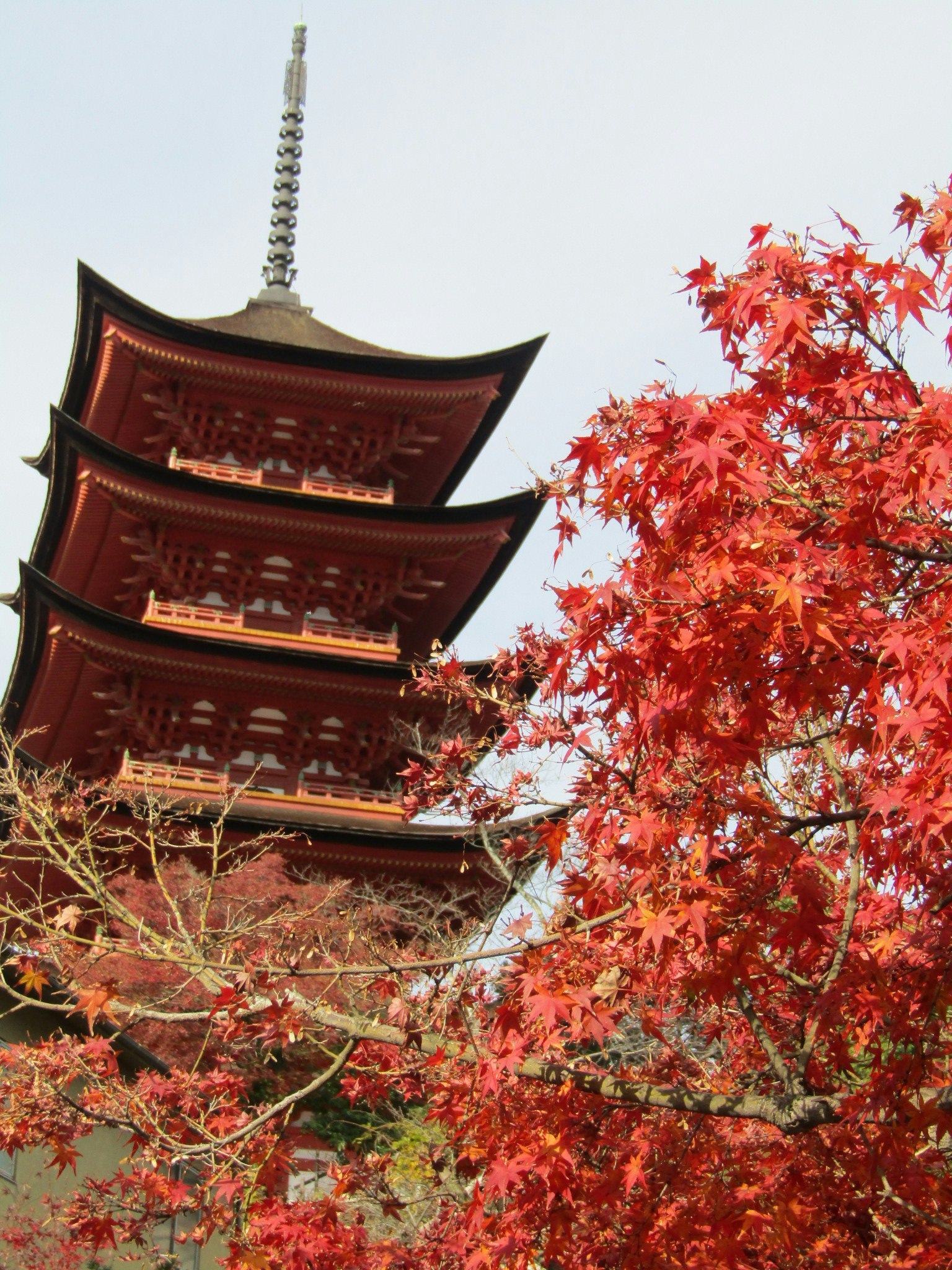 Daun musim gugur dan pagoda di Miyajima