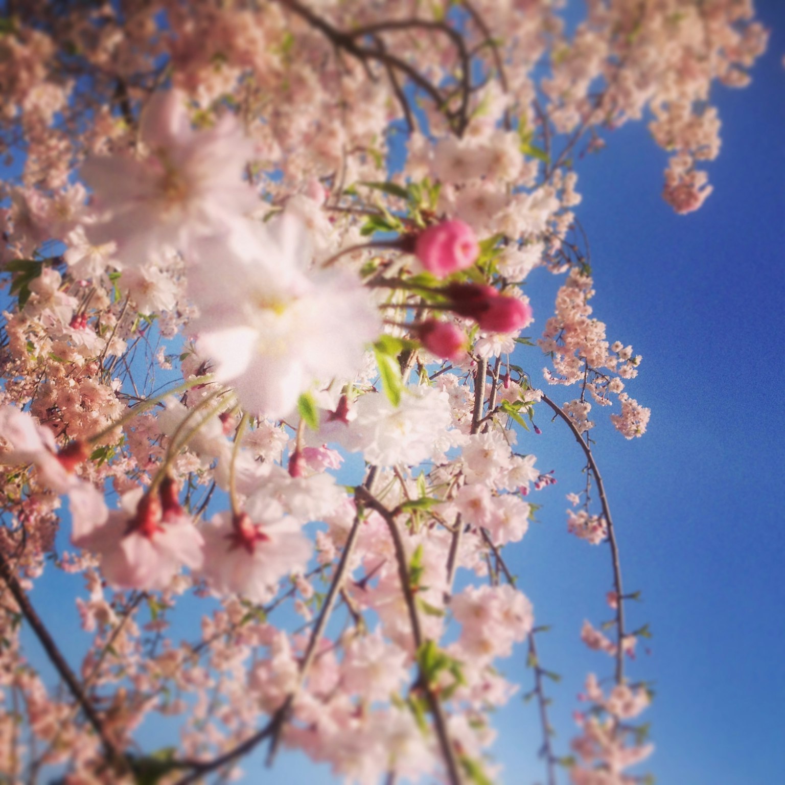 Fiori di ciliegio in fiore sotto un cielo blu chiaro