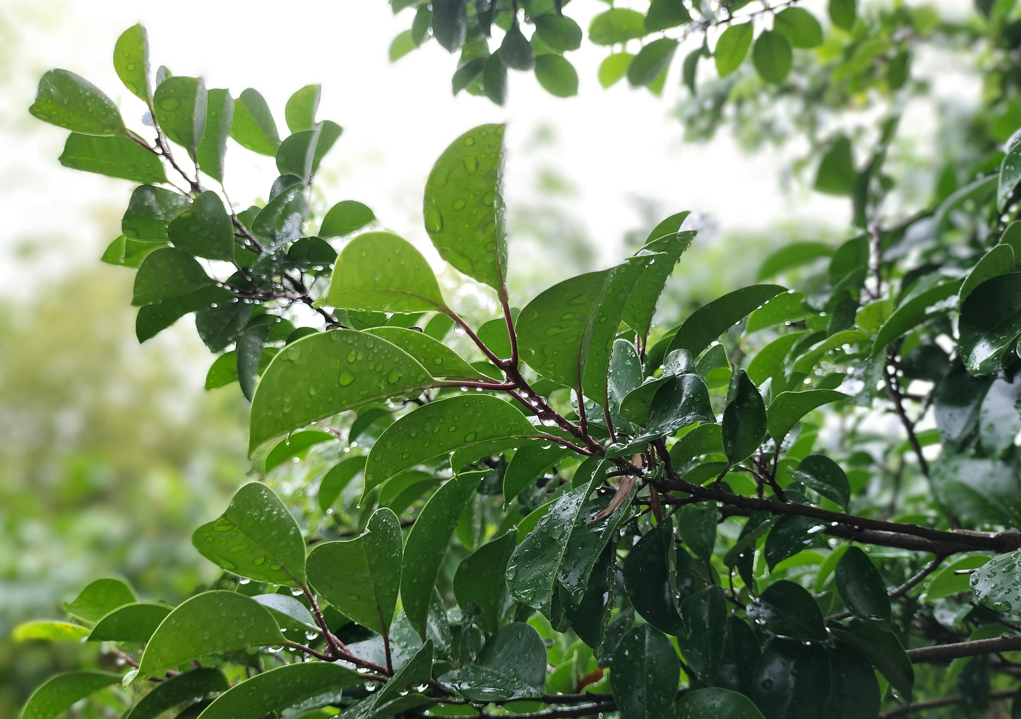 雨粒のついた葉が枝に揺れる雨天の木々のクローズアップ
