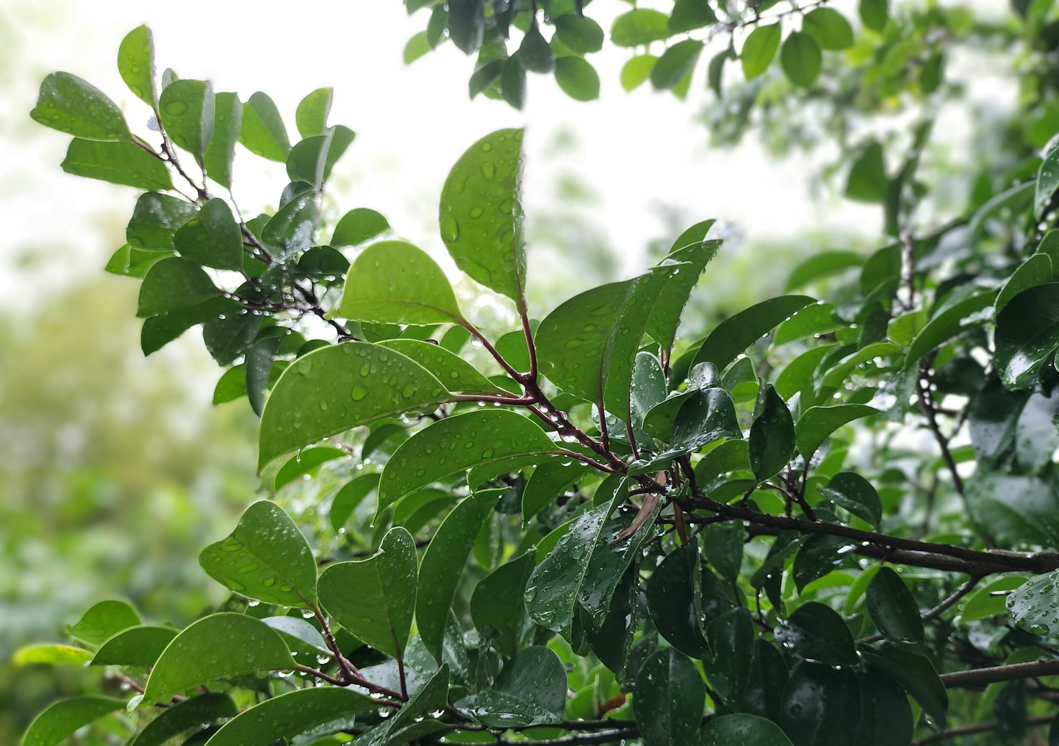 Close-up of green leaves and branches soaked in rain
