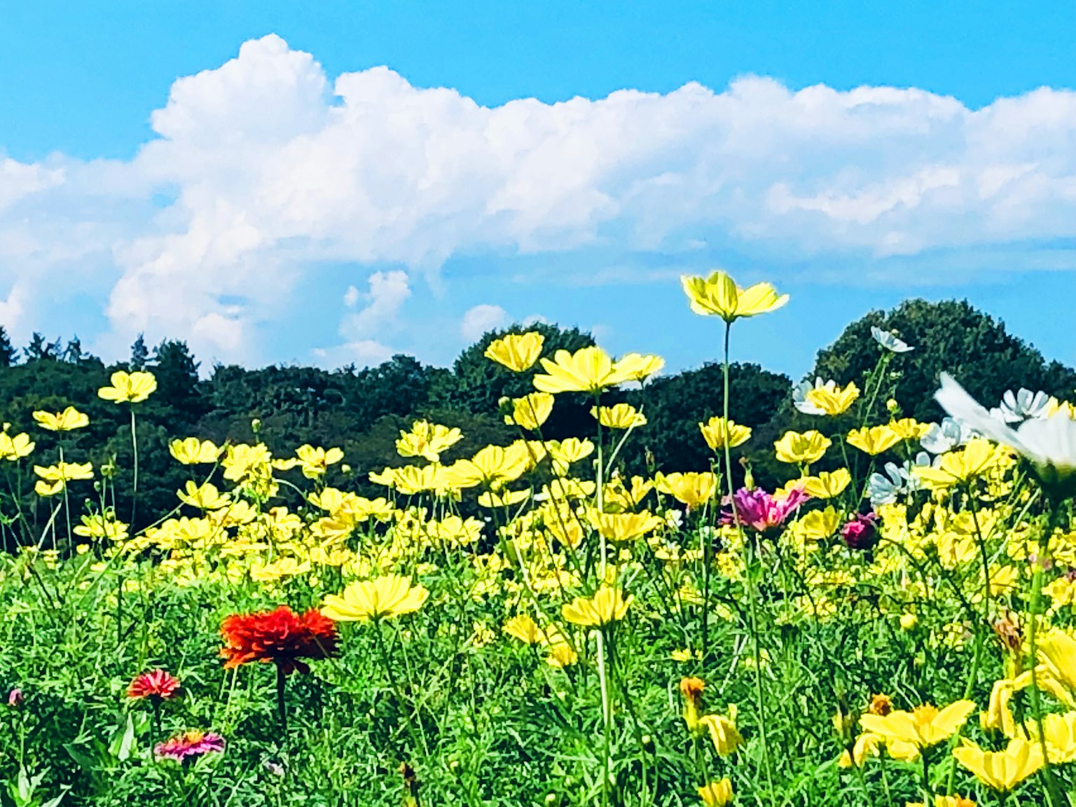 ทิวทัศน์ที่สวยงามพร้อมดอกไม้สีเหลืองบานสะพรั่งกับท้องฟ้าสีฟ้าและเมฆขาว