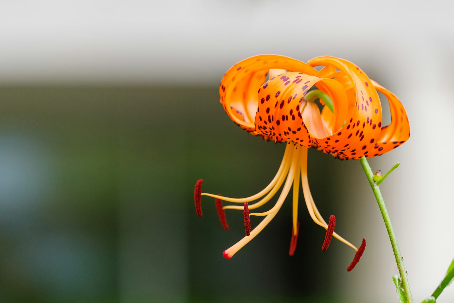 Bunga lily oranye dengan kelopak bercak dan benang sari merah