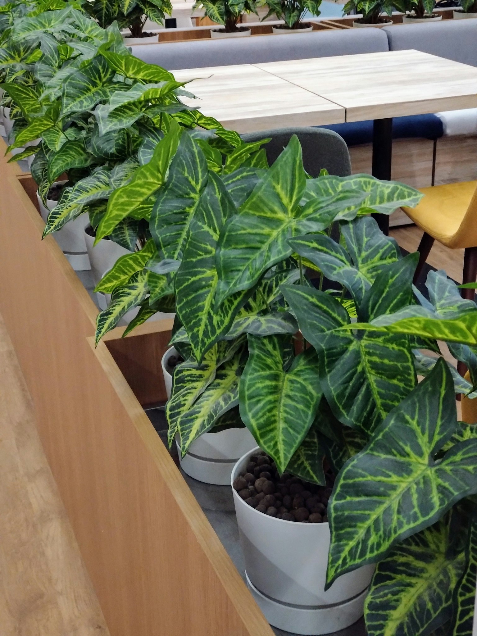 Una fila de plantas de interior de hojas verdes dispuestas a lo largo de una mesa de madera en un entorno moderno