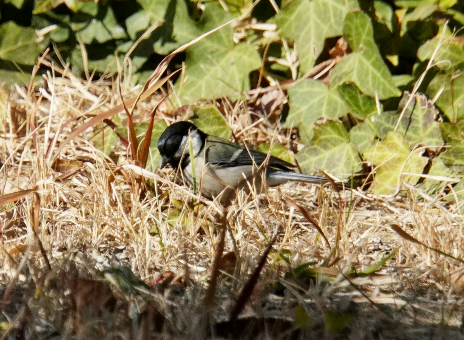 Un petit oiseau au sol avec du lierre en arrière-plan