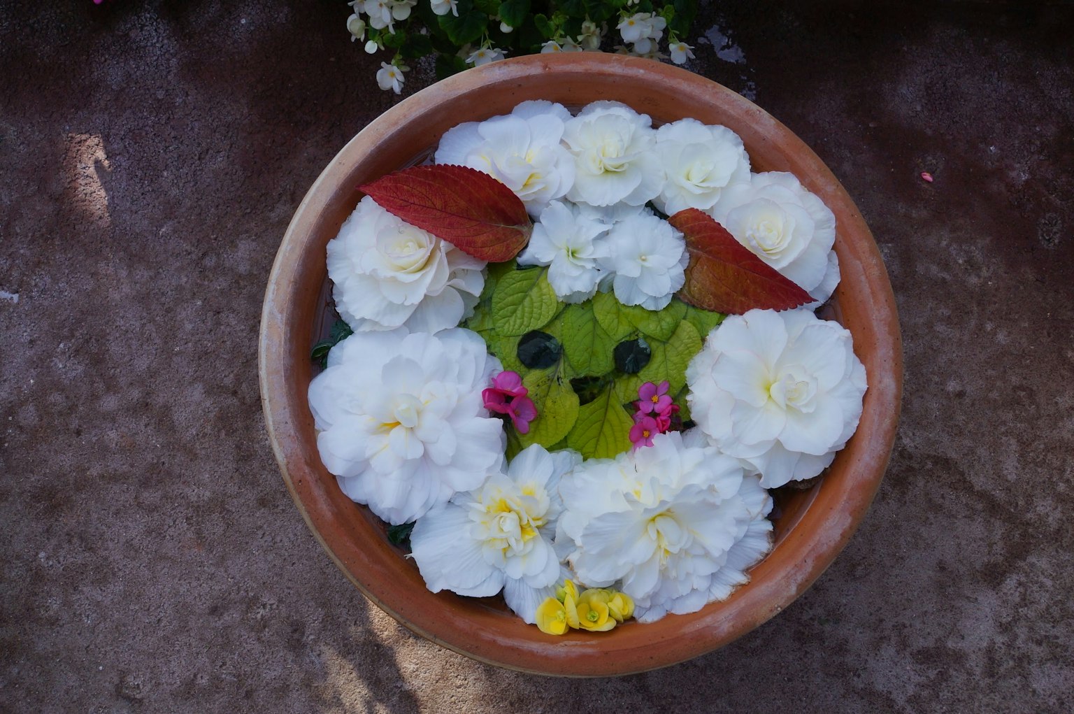 Bellissimo arrangiamento floreale con fiori bianchi e foglie verdi che galleggiano in una ciotola di terracotta