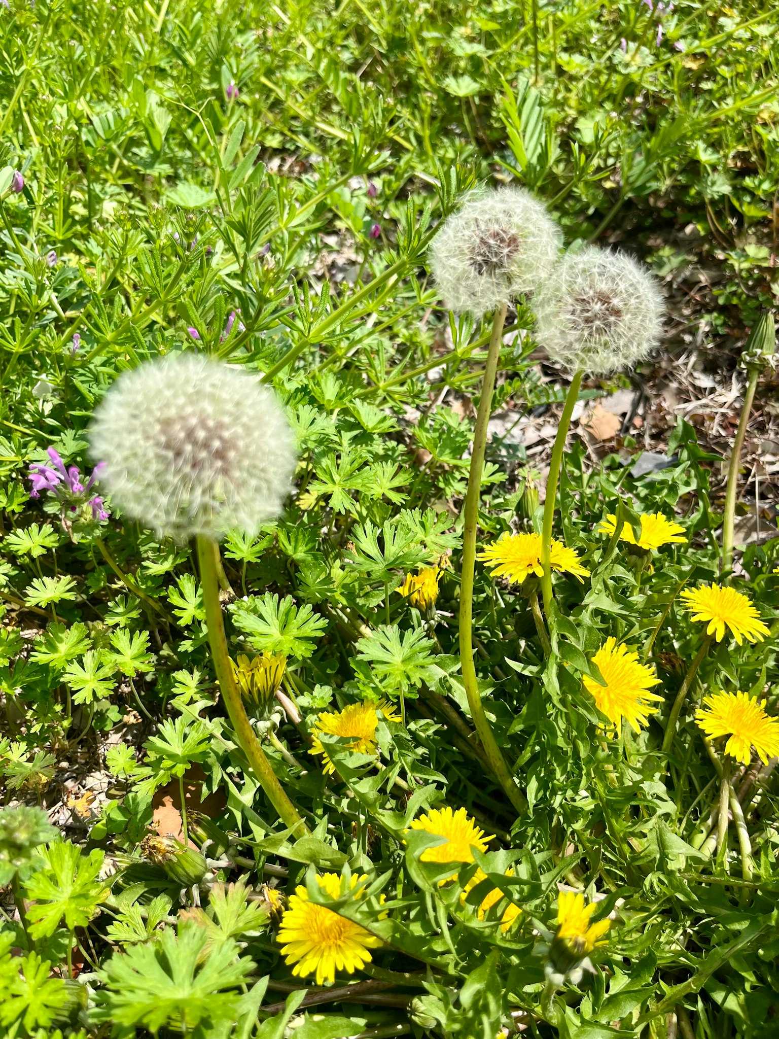 Tiga kepala biji dandelion putih di antara rumput hijau dan bunga kuning