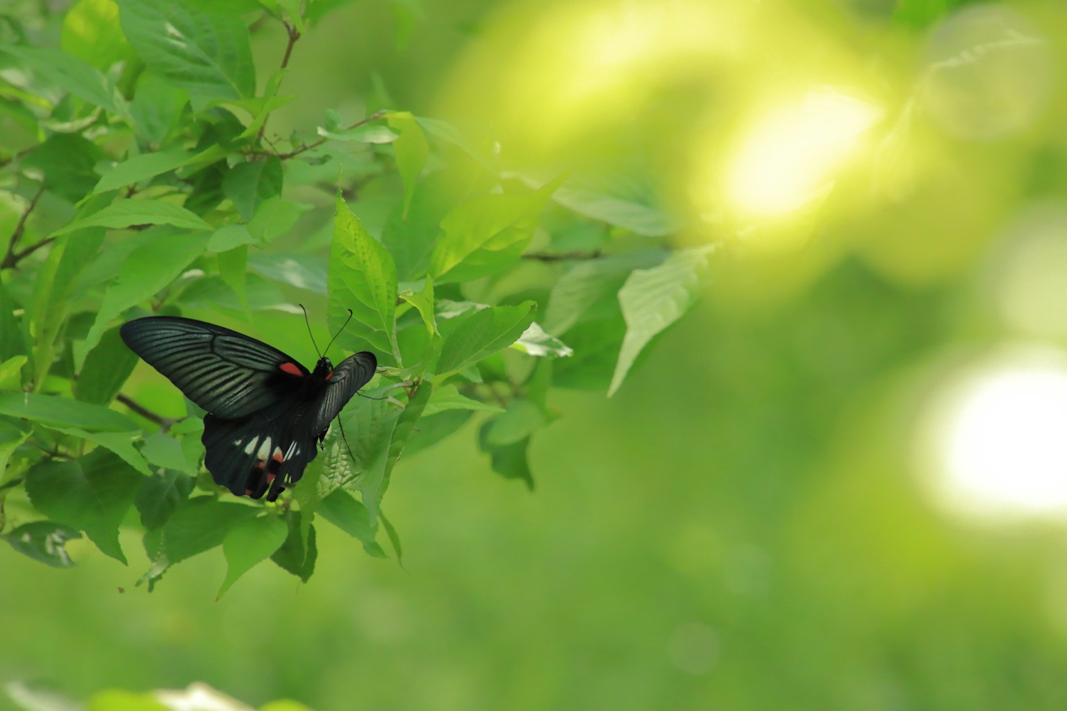 Ein schwarzer Schmetterling, der auf grünen Blättern sitzt