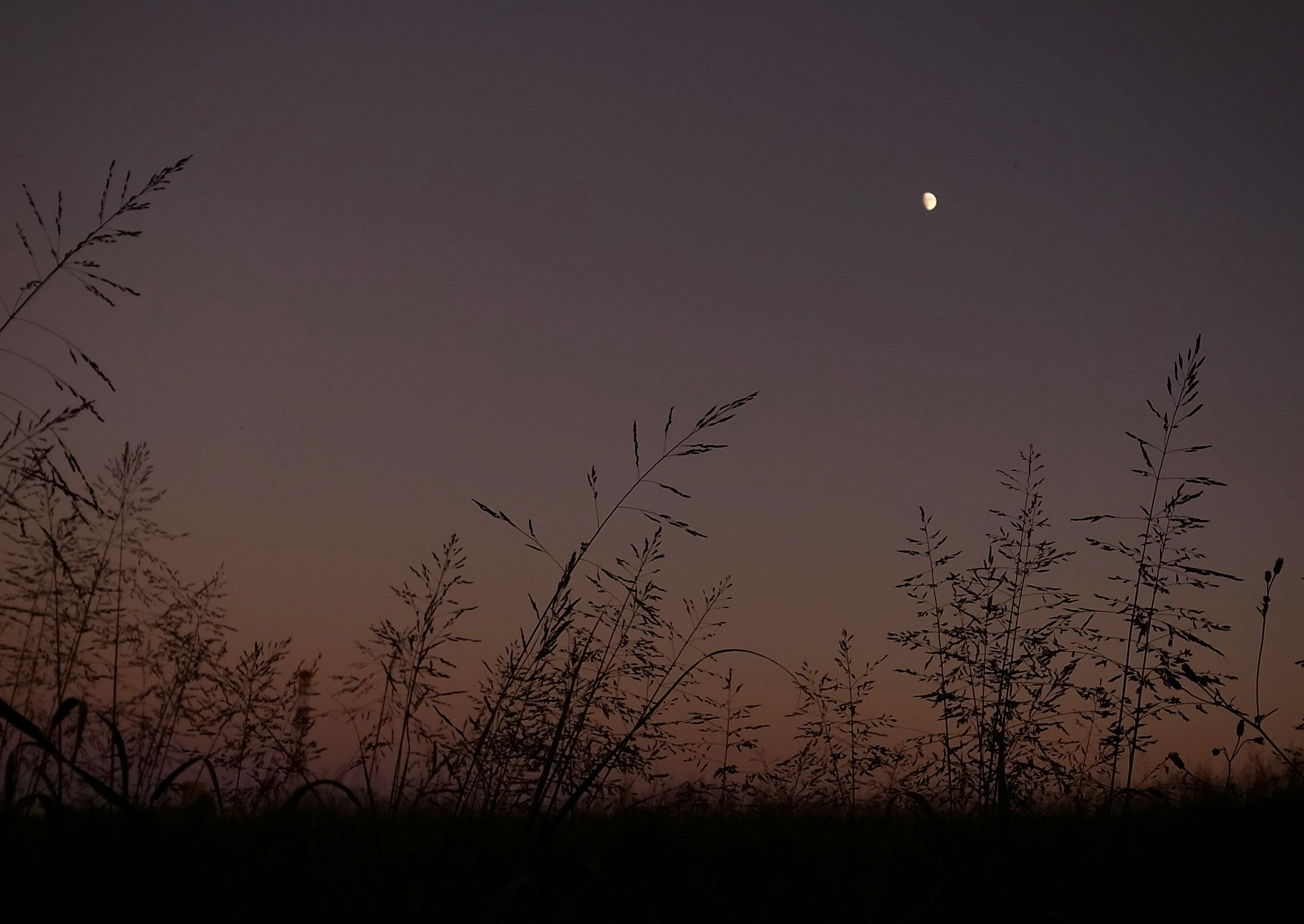 夕暮れの空に浮かぶ月と草むらのシルエット