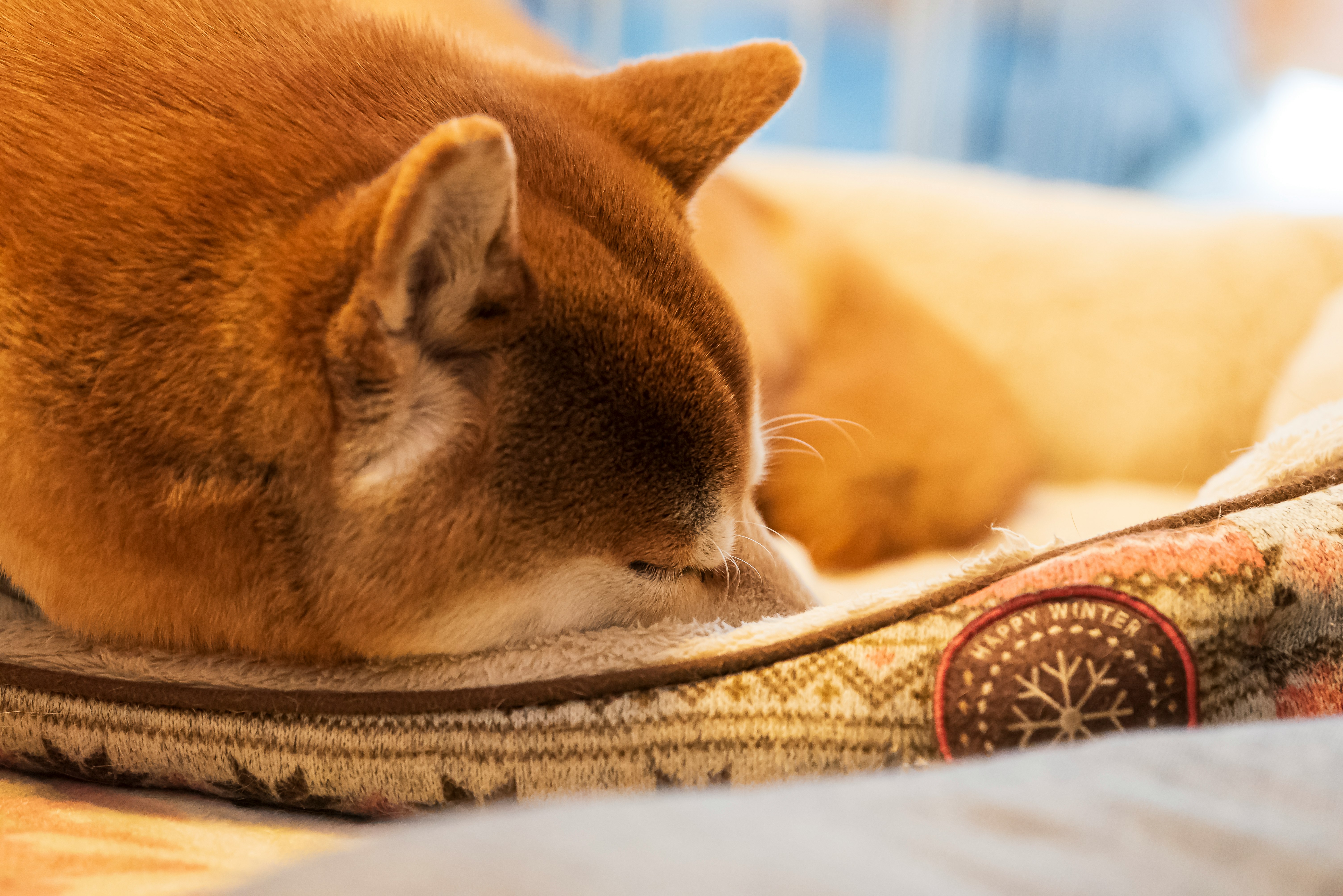 orange cat sleeping on a sofa