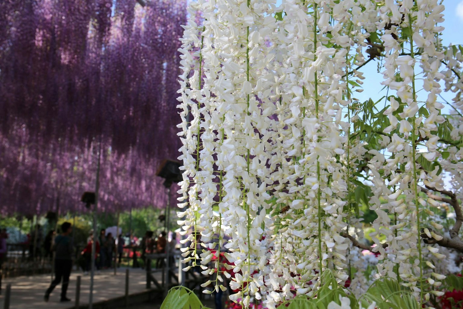 Beautiful scene with cascading white wisteria flowers purple wisteria blooms in the background