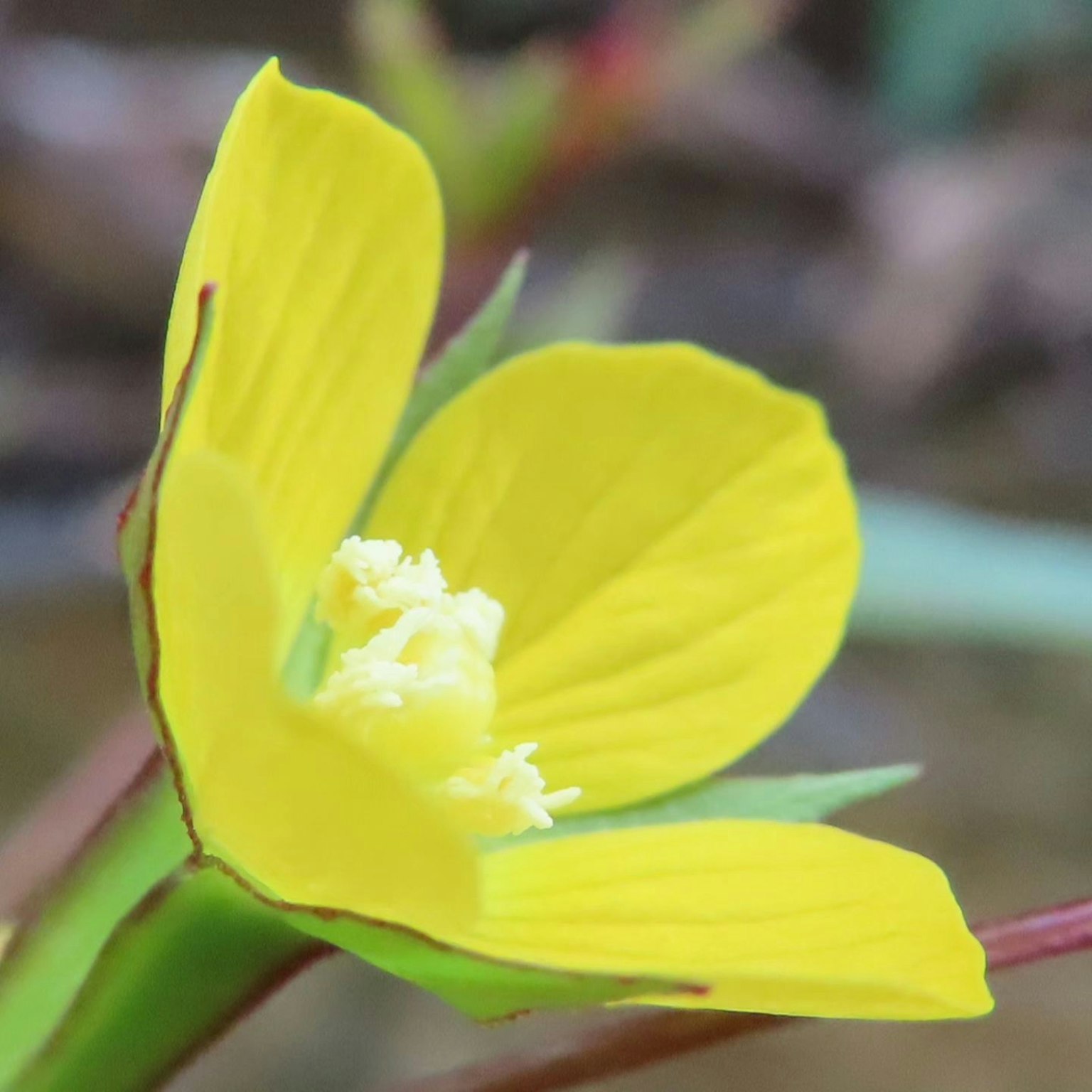 Eine lebendige gelbe Blume in der Mitte mit grünen Blättern darum herum