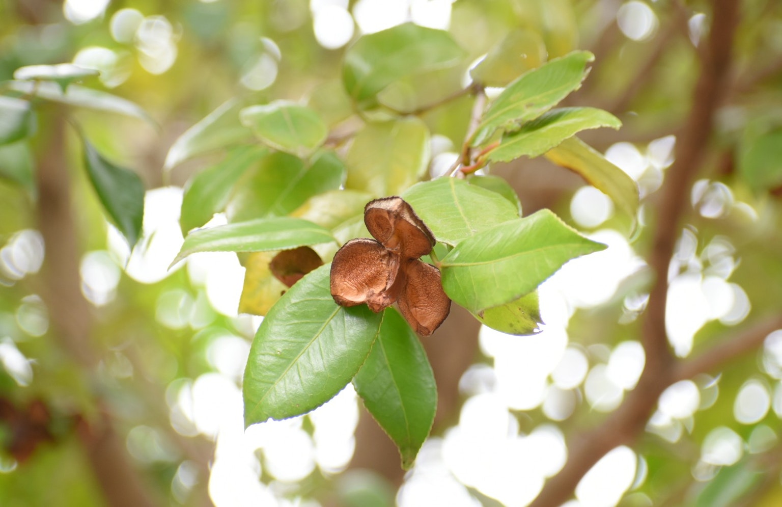 Fiore marrone circondato da foglie verdi su un ramo d'albero