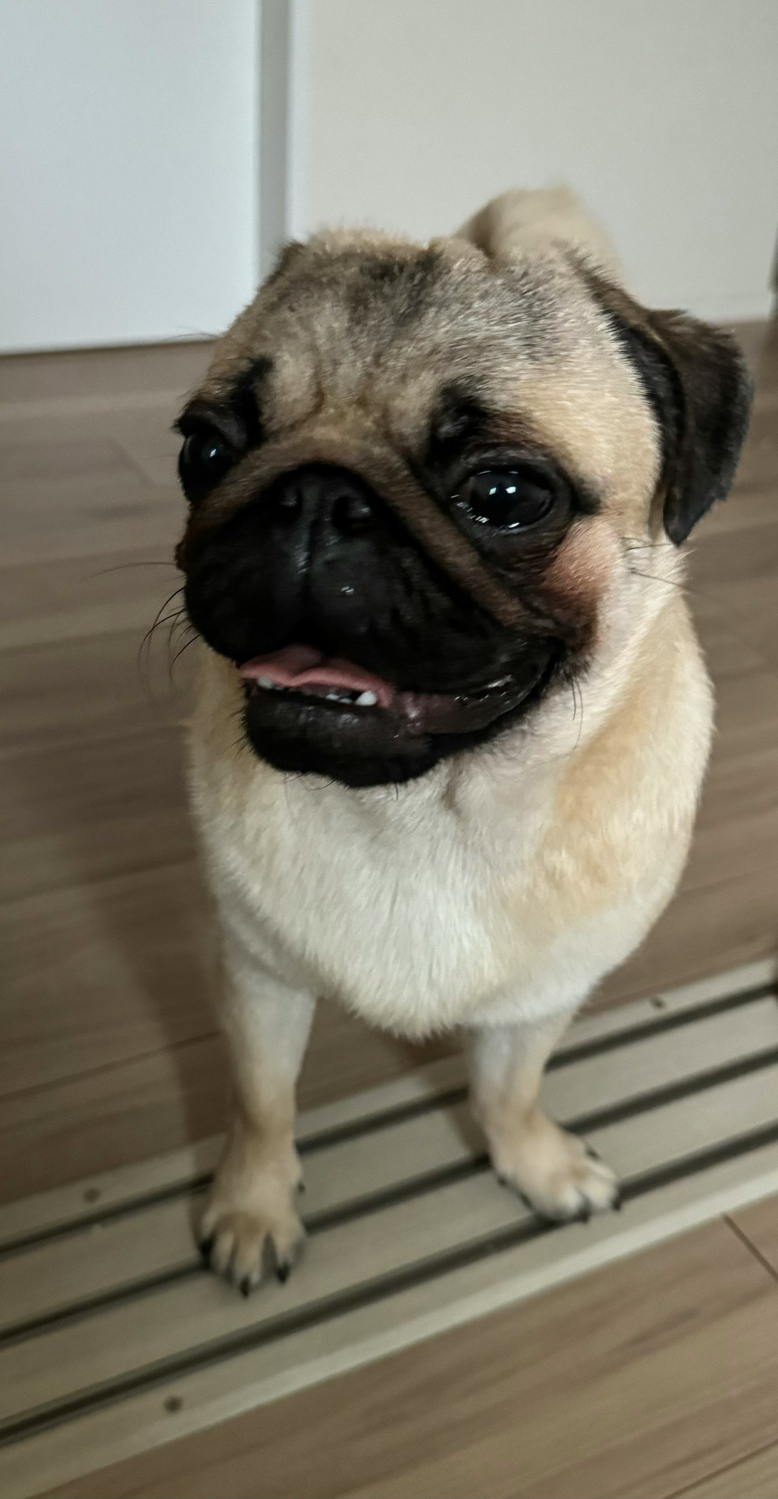 Một chú chó pug dễ thương đứng trong nhà trên sàn gỗ