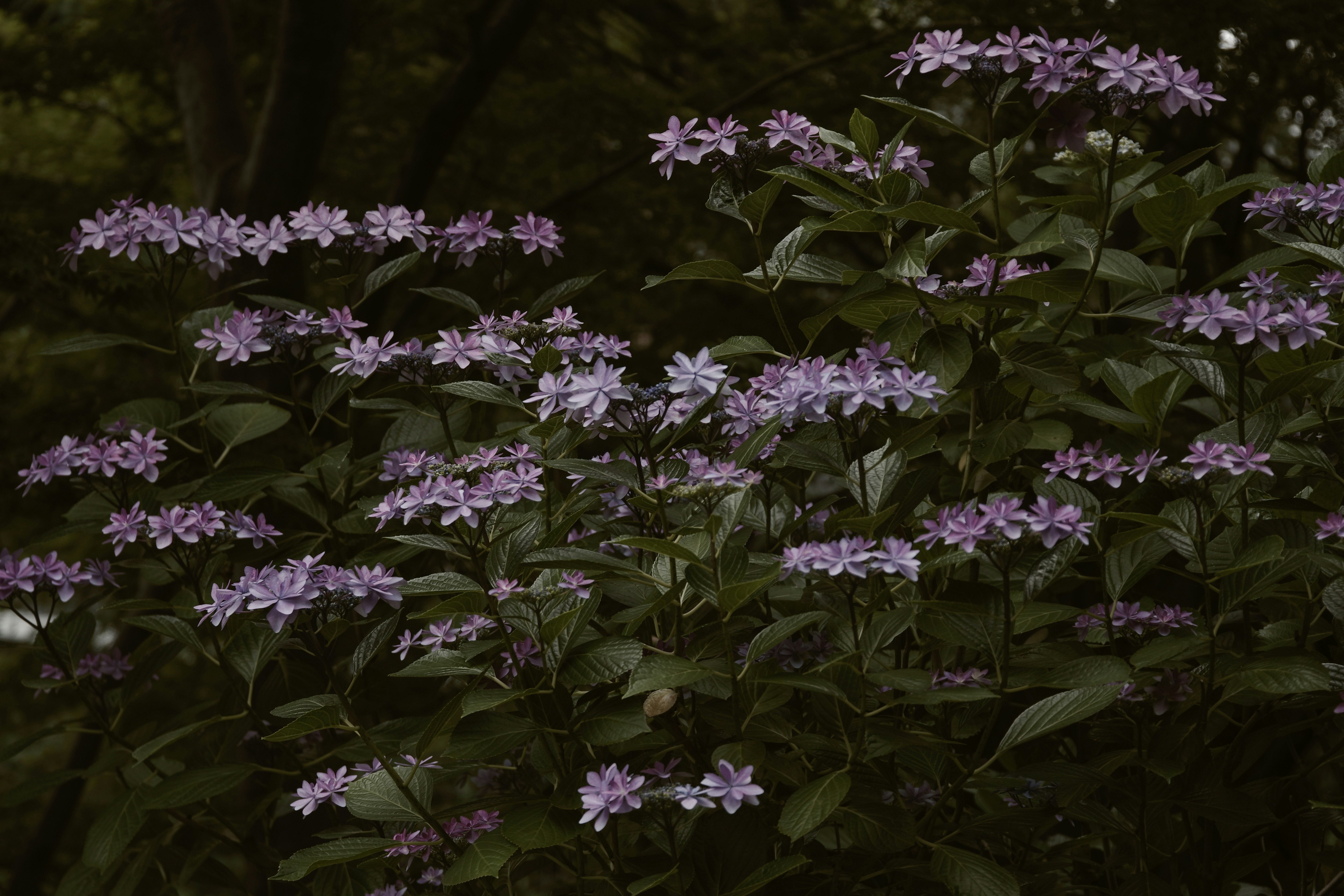 星形的额紫阳花（ガクアジサイ）花簇与荫蔽绿叶