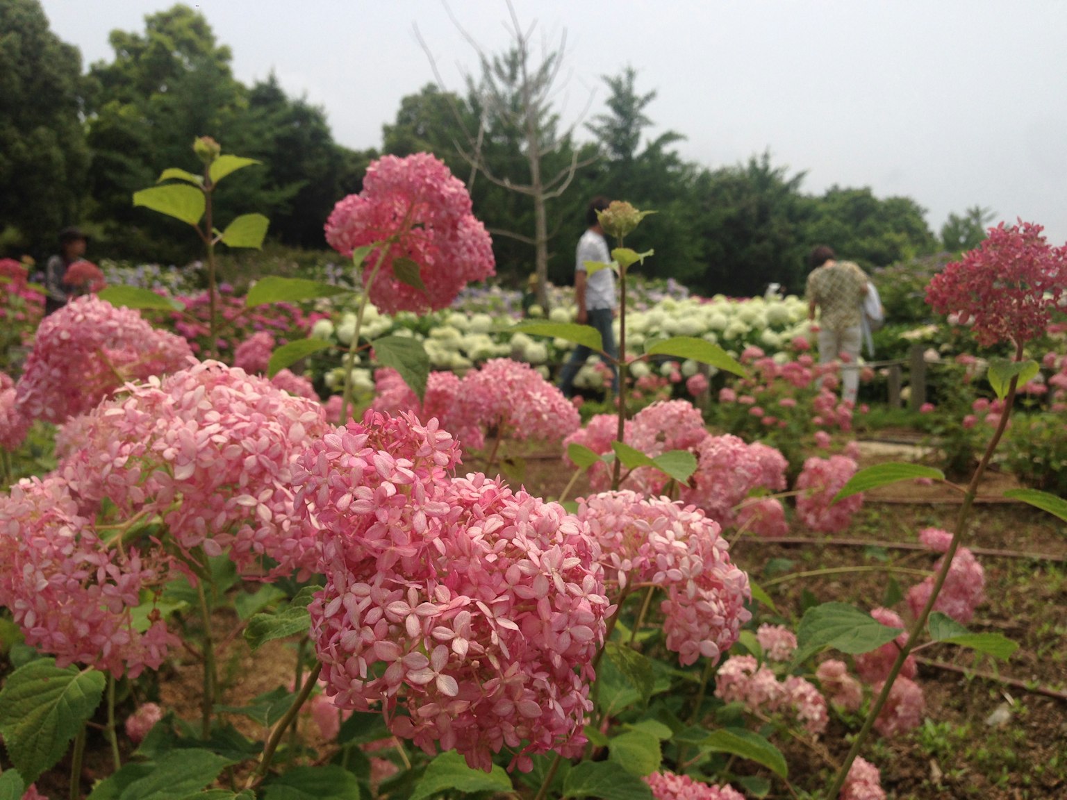 Eine lebendige Gartenszene mit Clustern von rosa Hortensien in voller Blüte