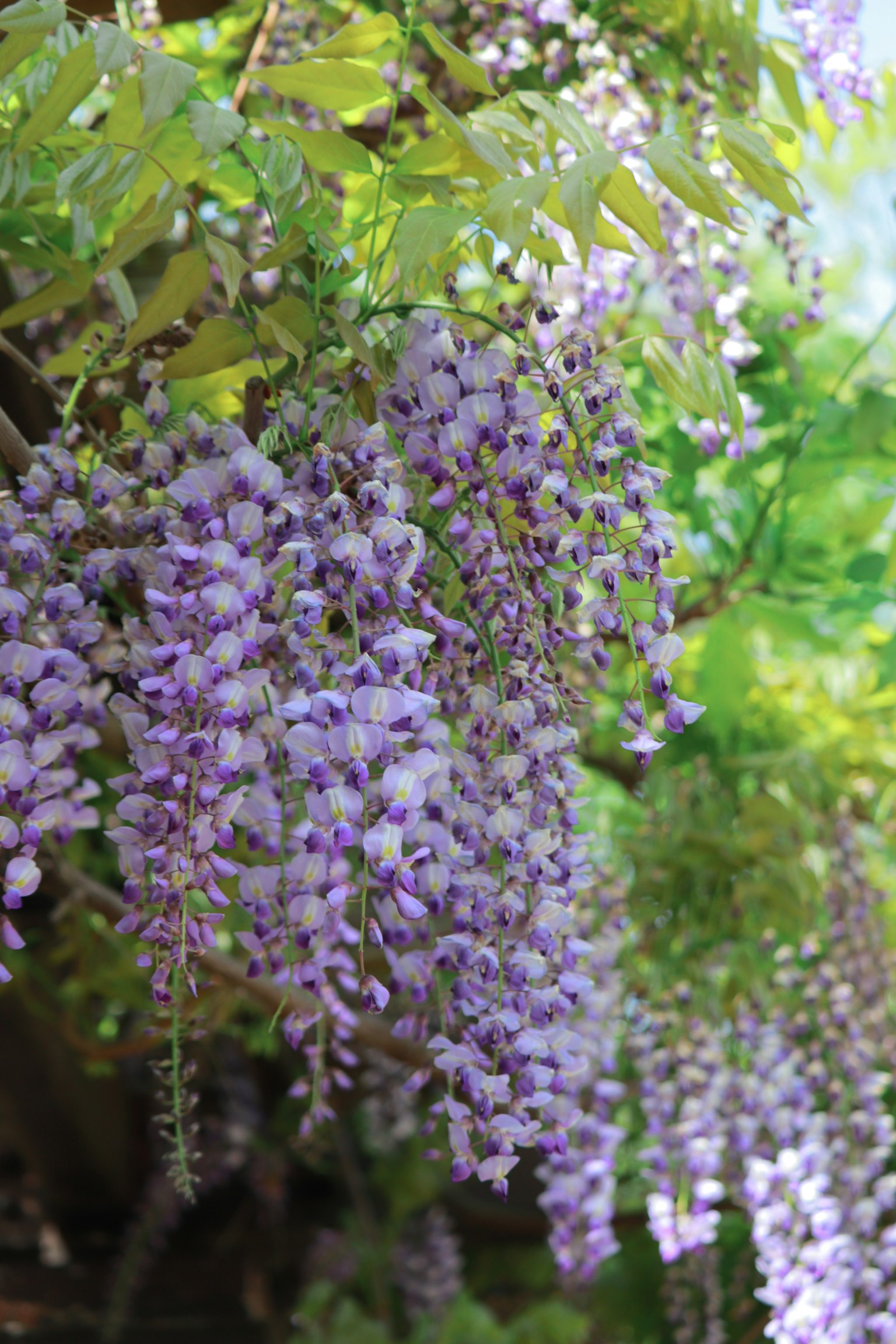 Bella vista di fiori di glicine viola che pendono