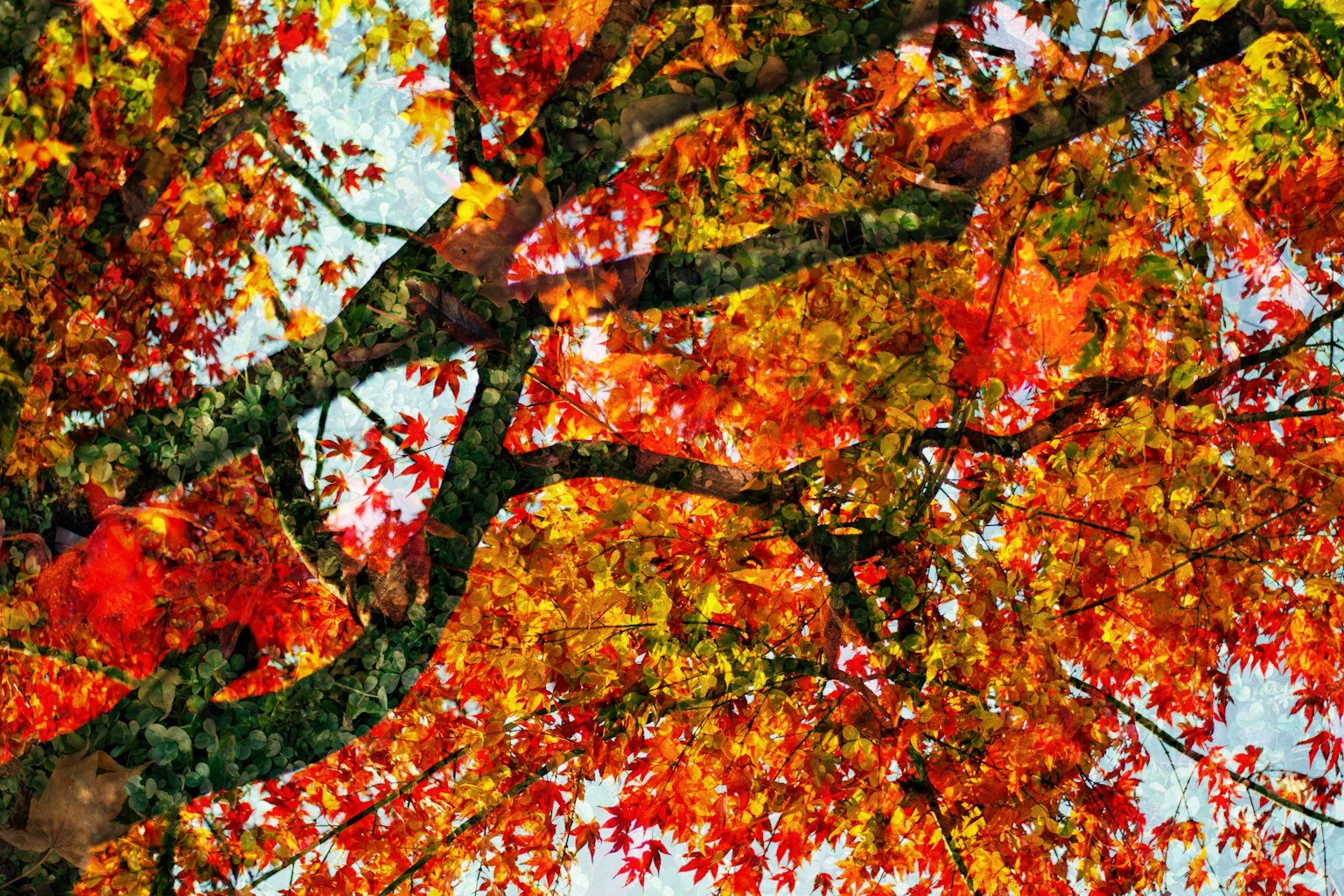 Vue de branches d'arbre avec des feuilles d'automne vibrantes en rouge et orange