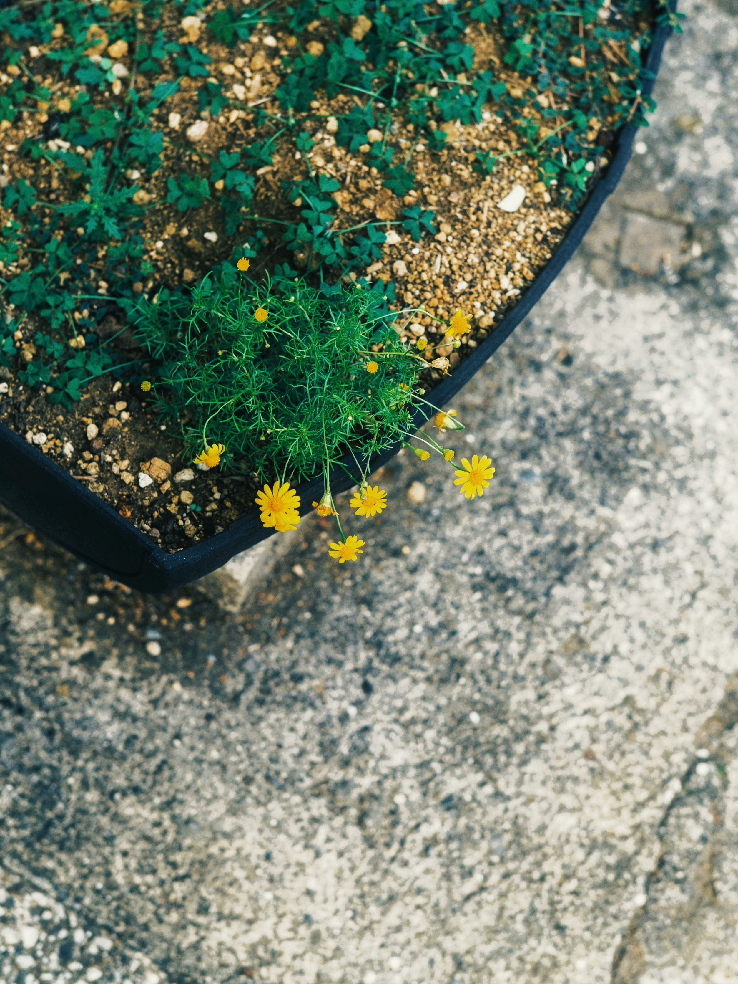 植木鉢の土と黄色い小花