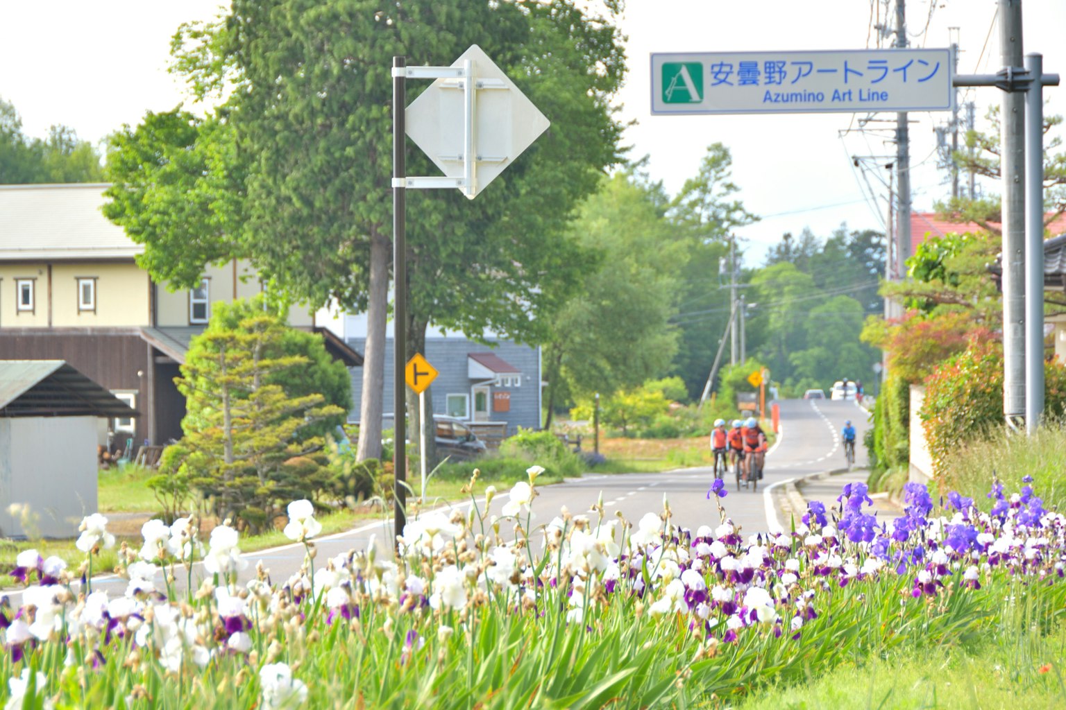 风景如画的道路和盛开的花朵及指示牌