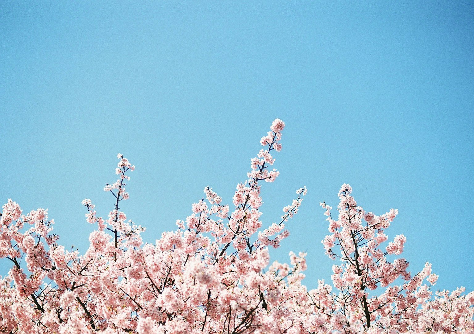 Branches de cerisier en pleine floraison contre un ciel bleu clair