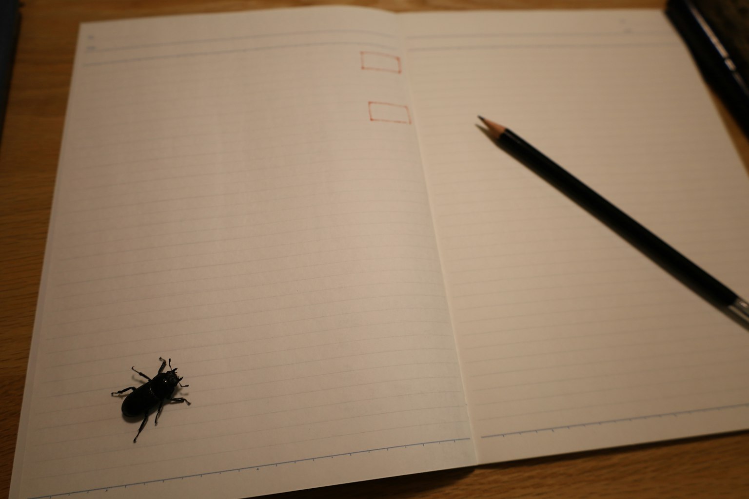Insekt auf einer Notizbuchseite mit einem schwarzen Stift