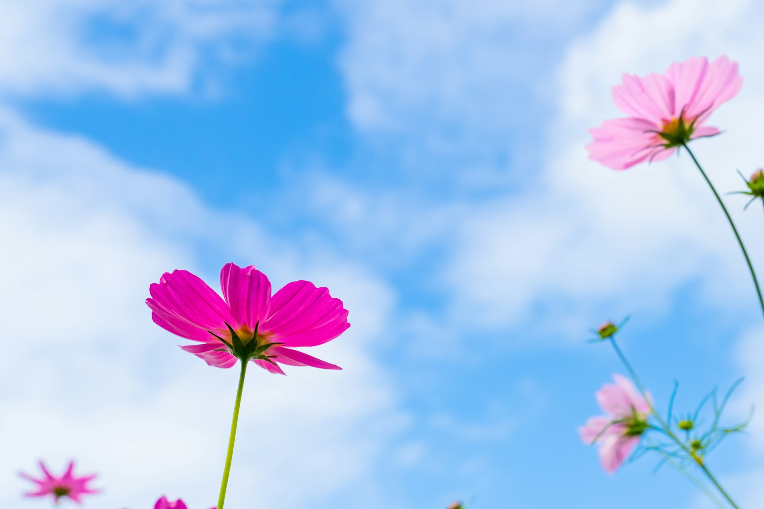 Fleurs de cosmos roses fleurissant sous un ciel bleu