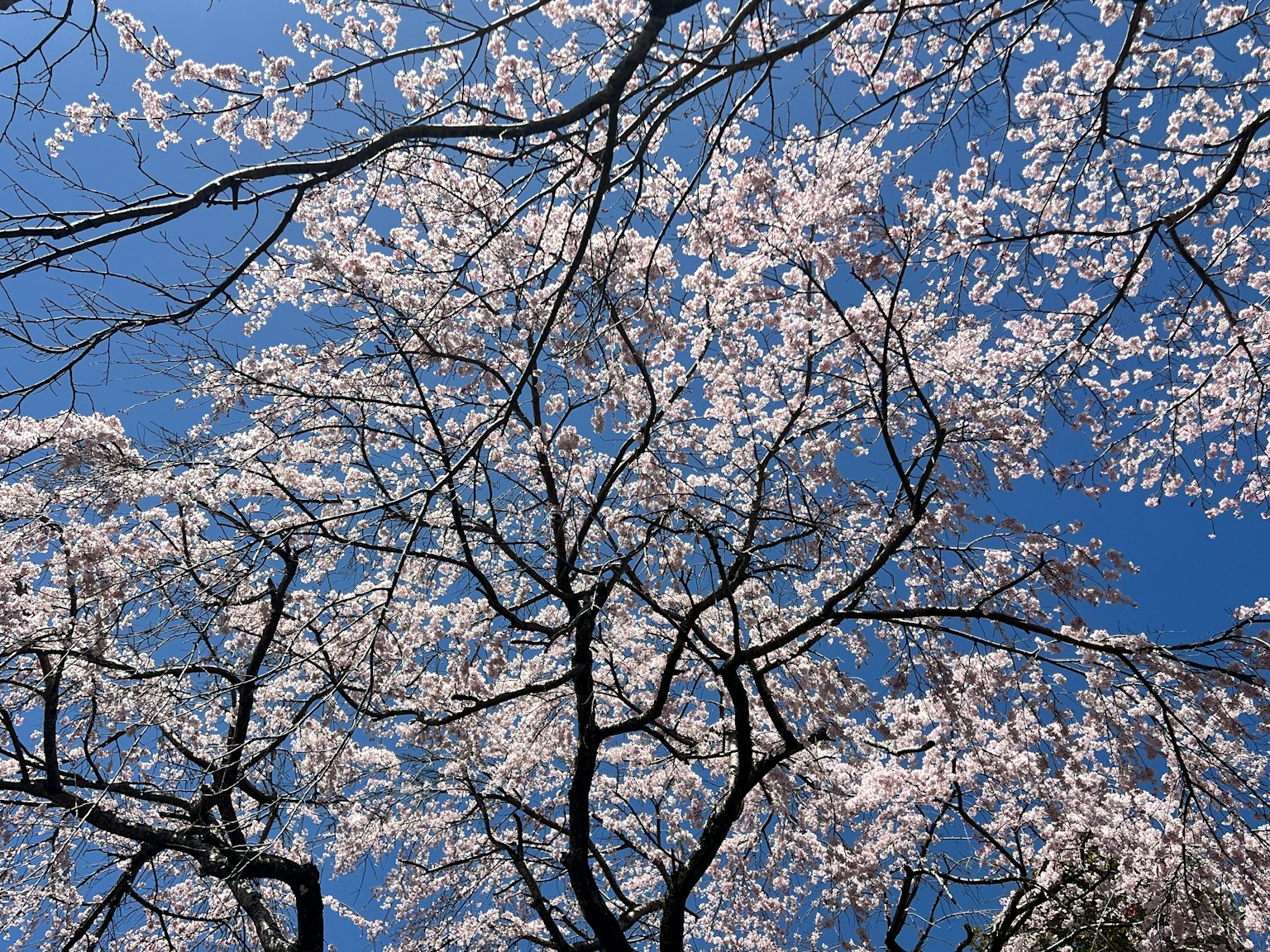 Fleurs de cerisier en fleurs contre un ciel bleu clair