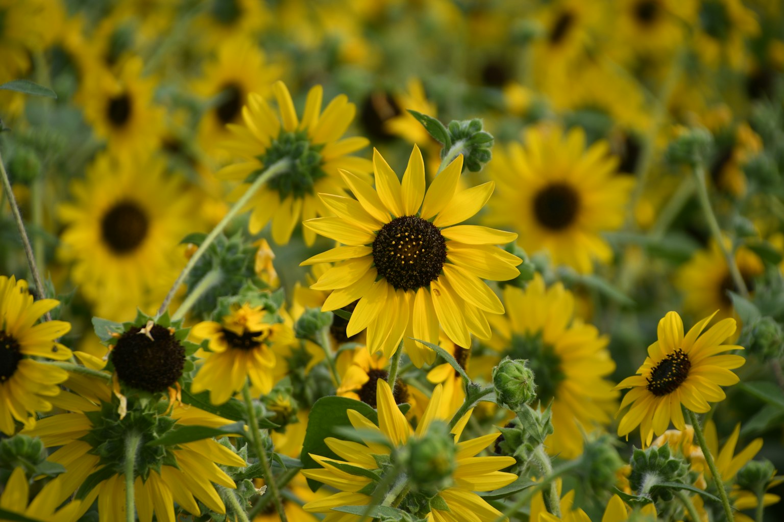 Un champ de tournesols vibrants avec un tournesol se démarquant fortement
