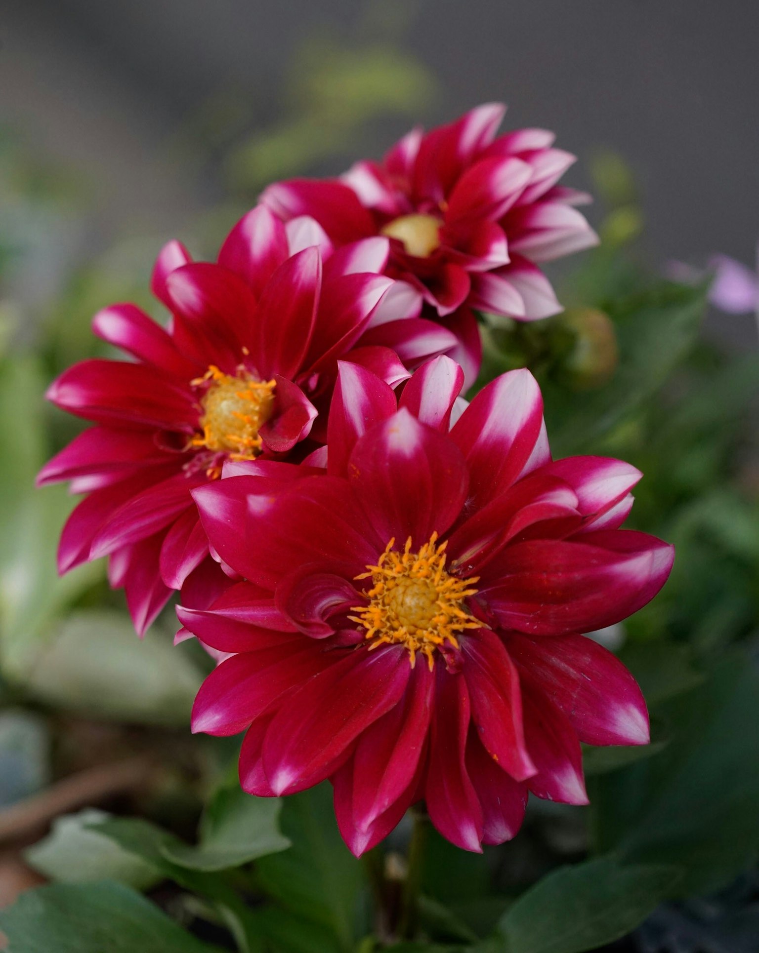 Rote Dahlienblüten mit gelben Zentren