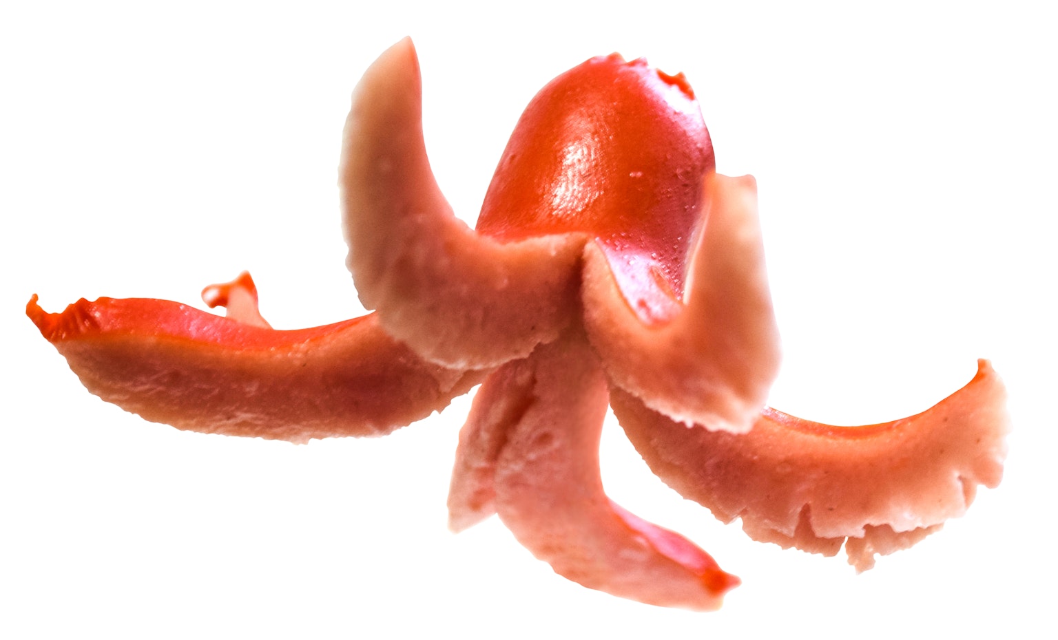 Esta imagen muestra un pequeño pulpo rojo con brazos distintivos