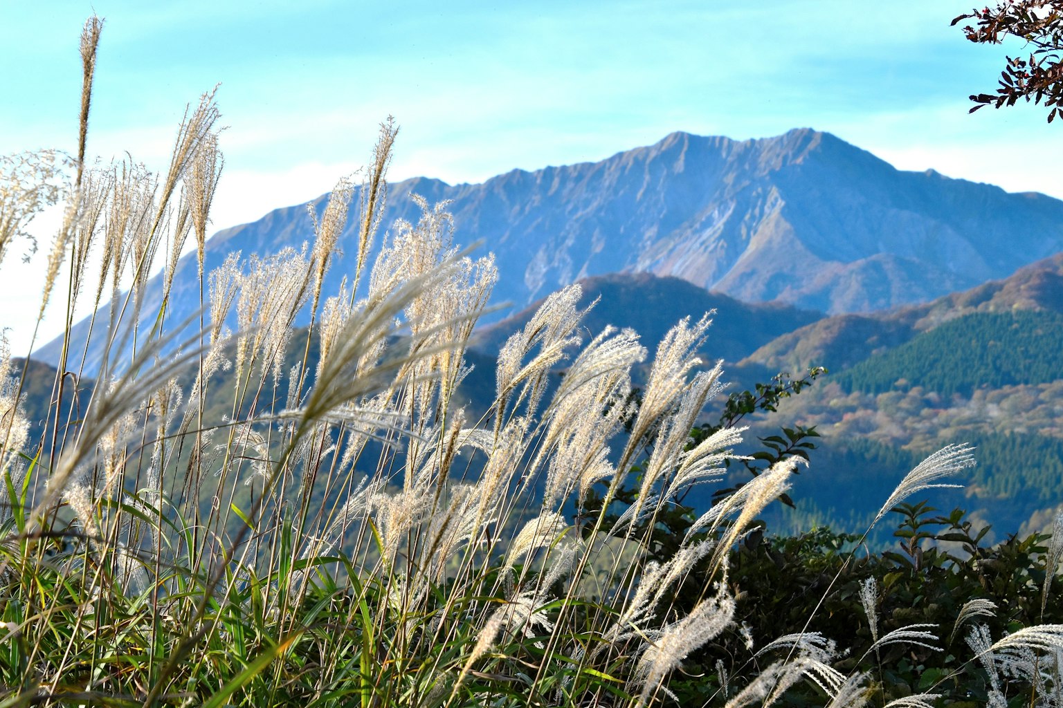 Paesaggio con erbe bianche sotto un cielo blu e una montagna