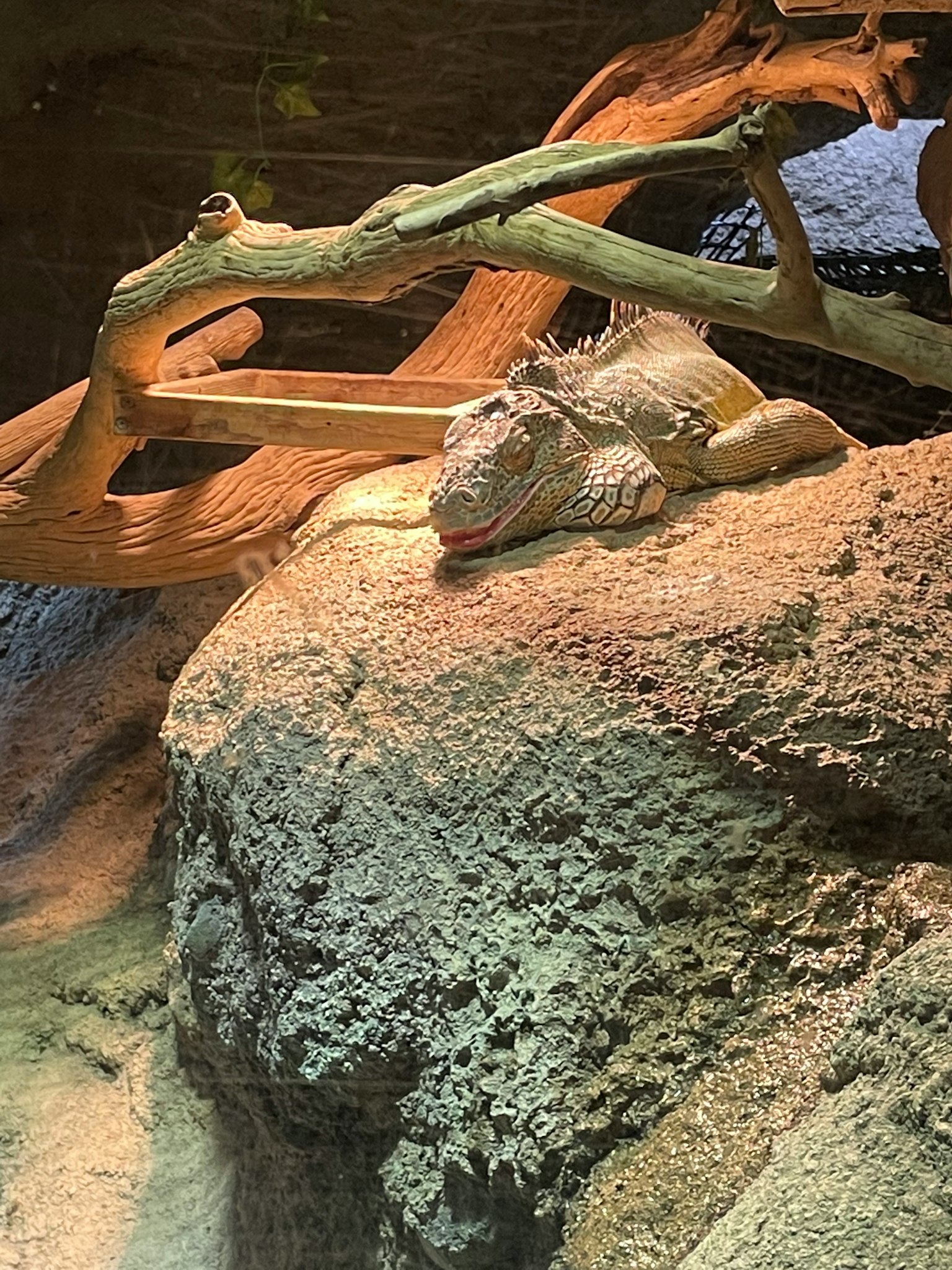 Iguana ruht auf einem Felsen mit Ästen im Hintergrund