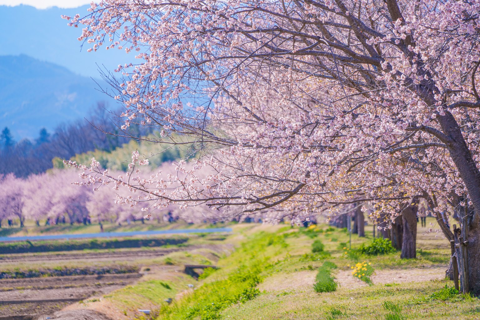 Pemandangan indah dengan pohon sakura yang berjajar di sepanjang jalan di bawah langit biru