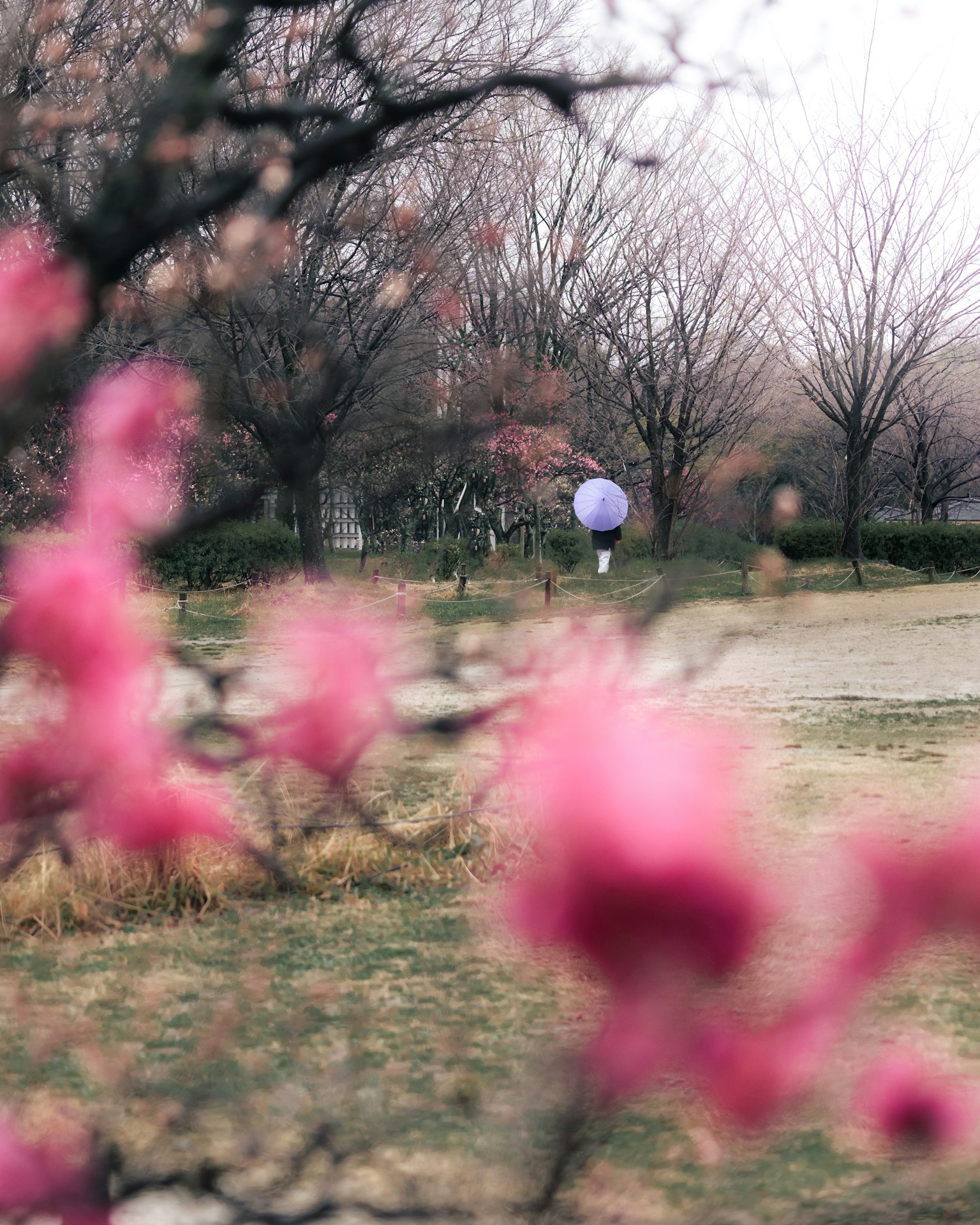 Fiori rosa sfocati con una scena di parco pallone viola sullo sfondo