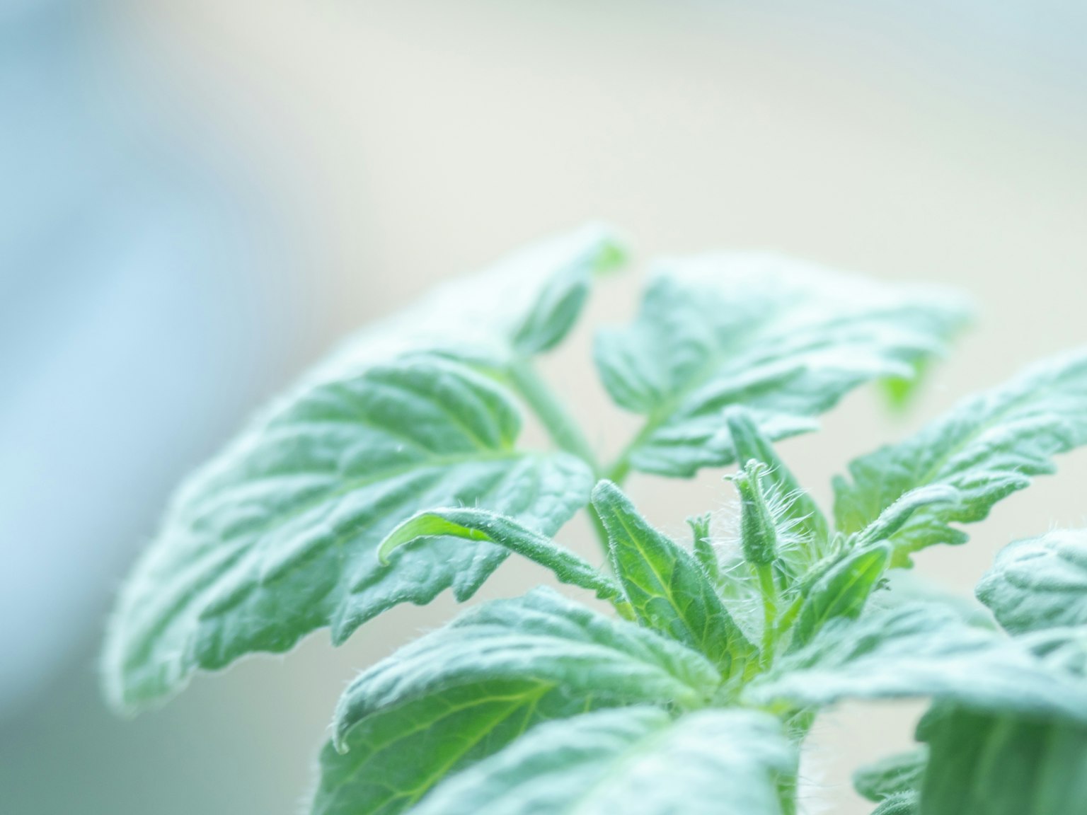 Close-up daun tomat dengan latar belakang biru lembut