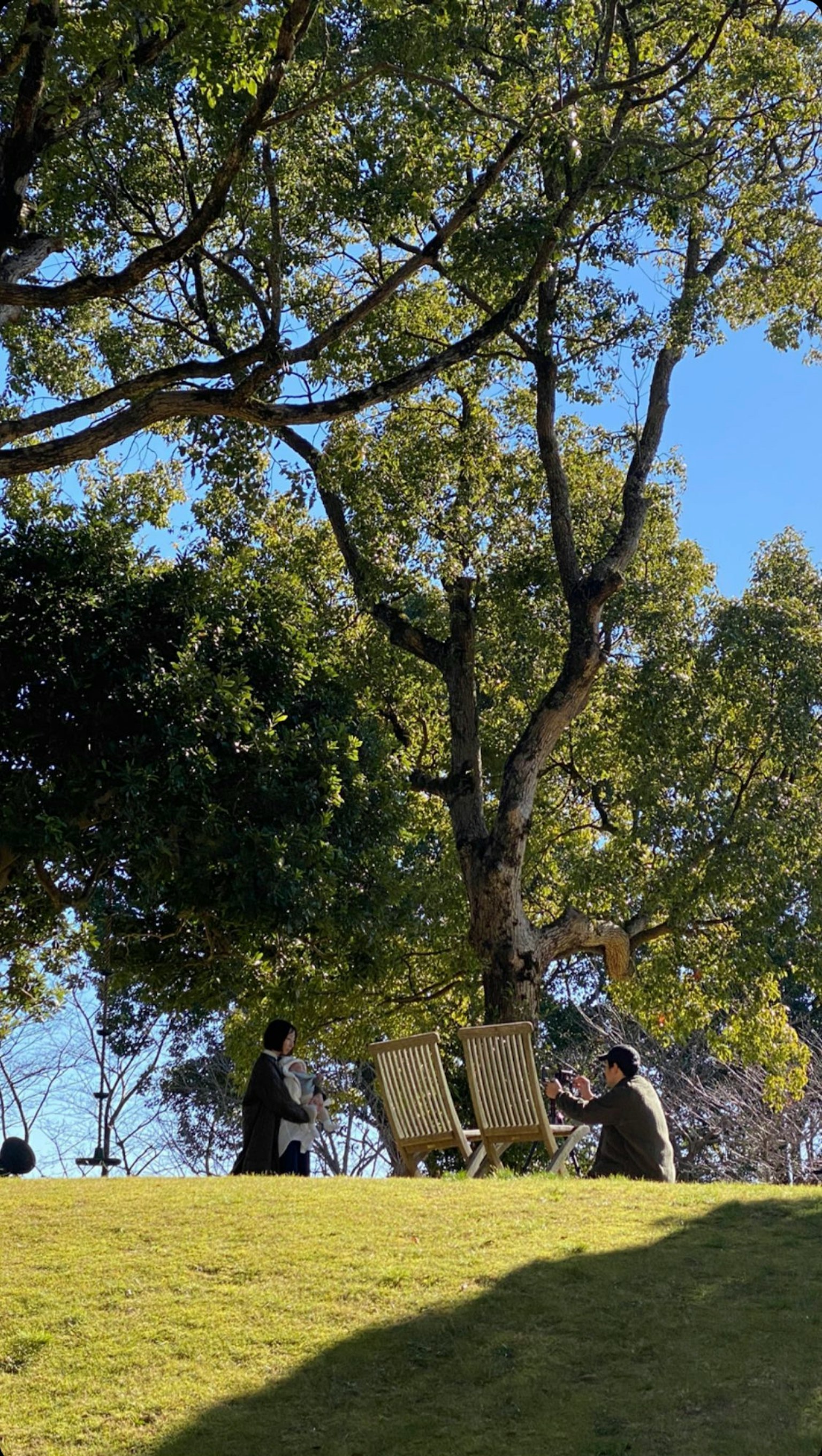 人们坐在绿草地上，树下