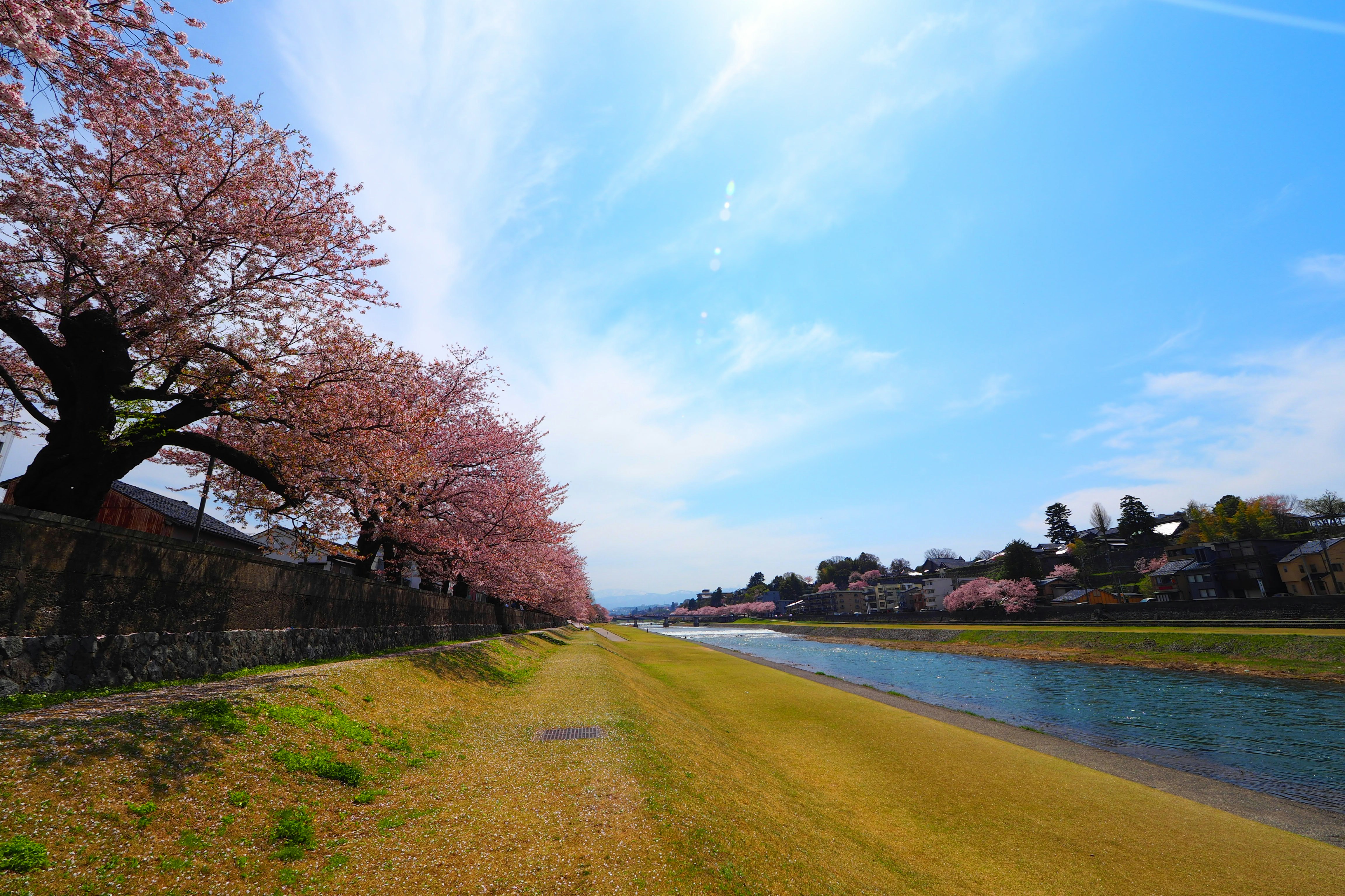 川沿いの芝生と桜並木のある公園の散歩道