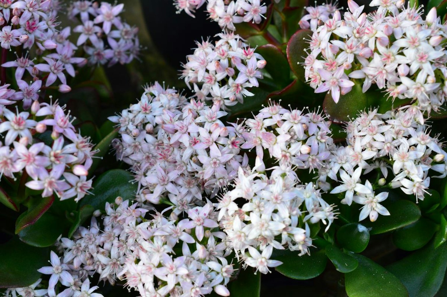 Close-up of a succulent plant with clusters of pale pink flowers