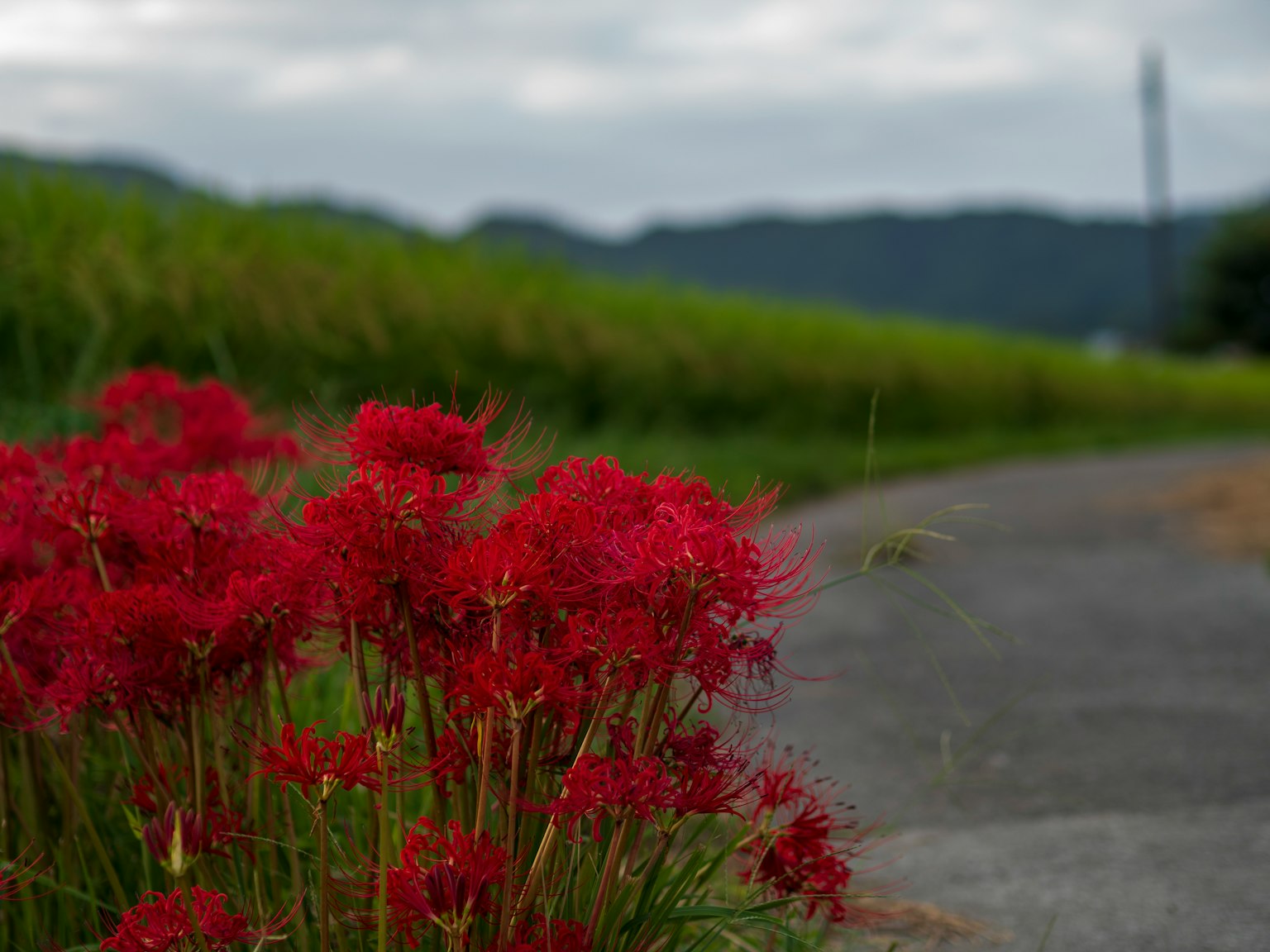 Bunga merah di samping jalan dengan sawah hijau di latar belakang
