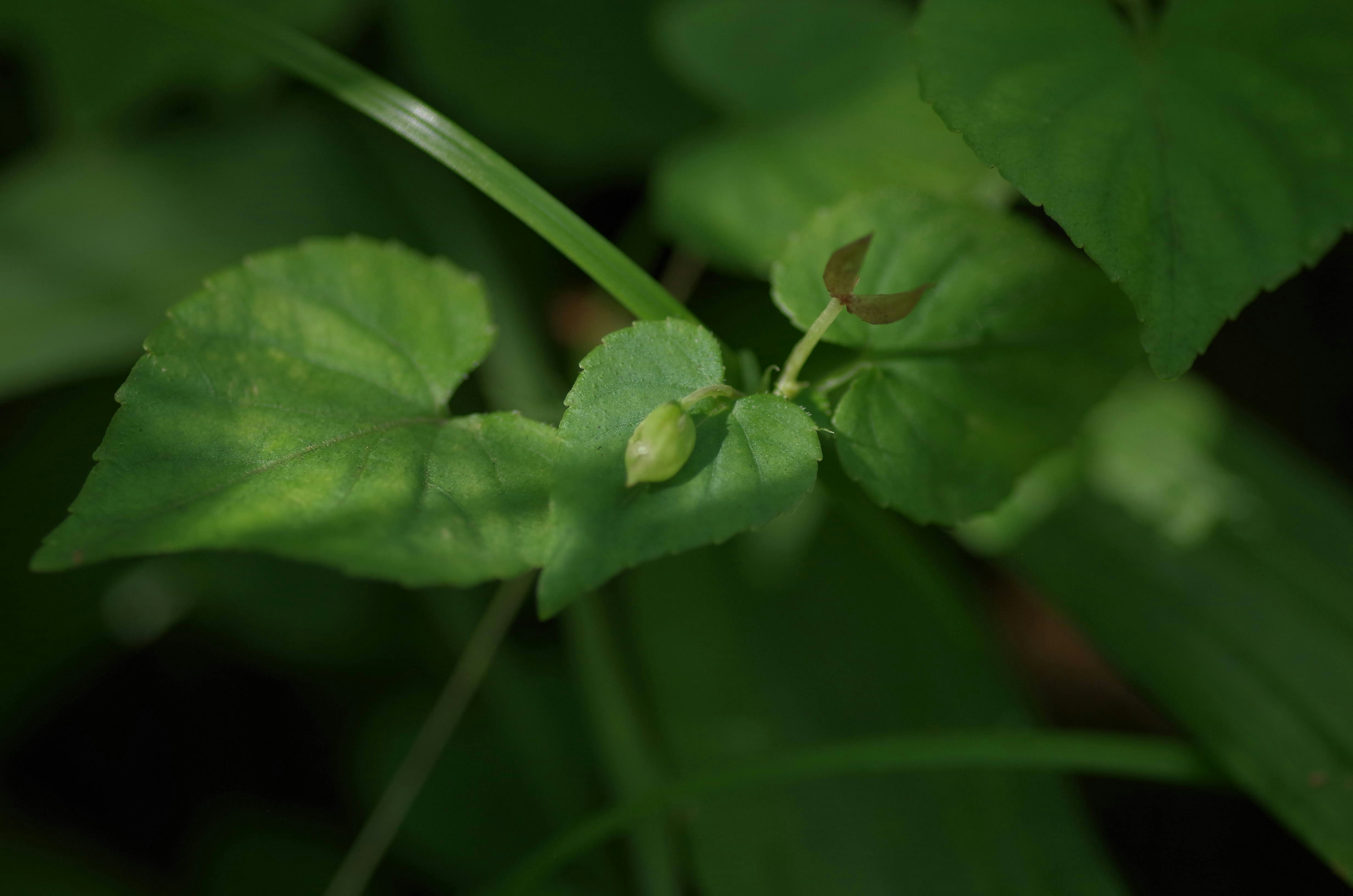 緑の葉に囲まれた植物のクローズアップ