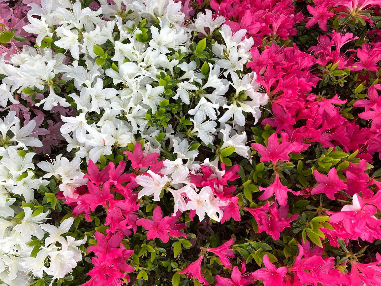 Una exhibición vibrante de flores con flores blancas y rosas entrelazadas