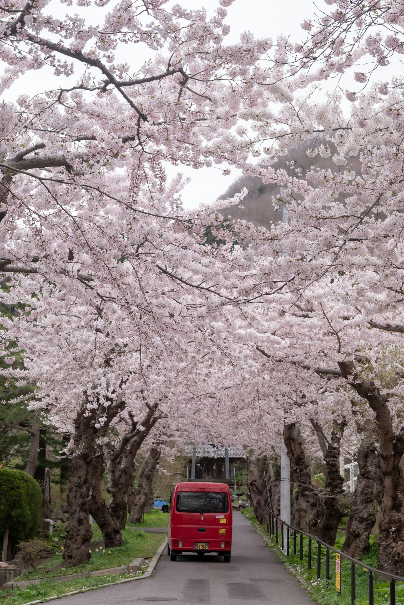 Autobús rojo pasando por un túnel de árboles de cerezo en flor