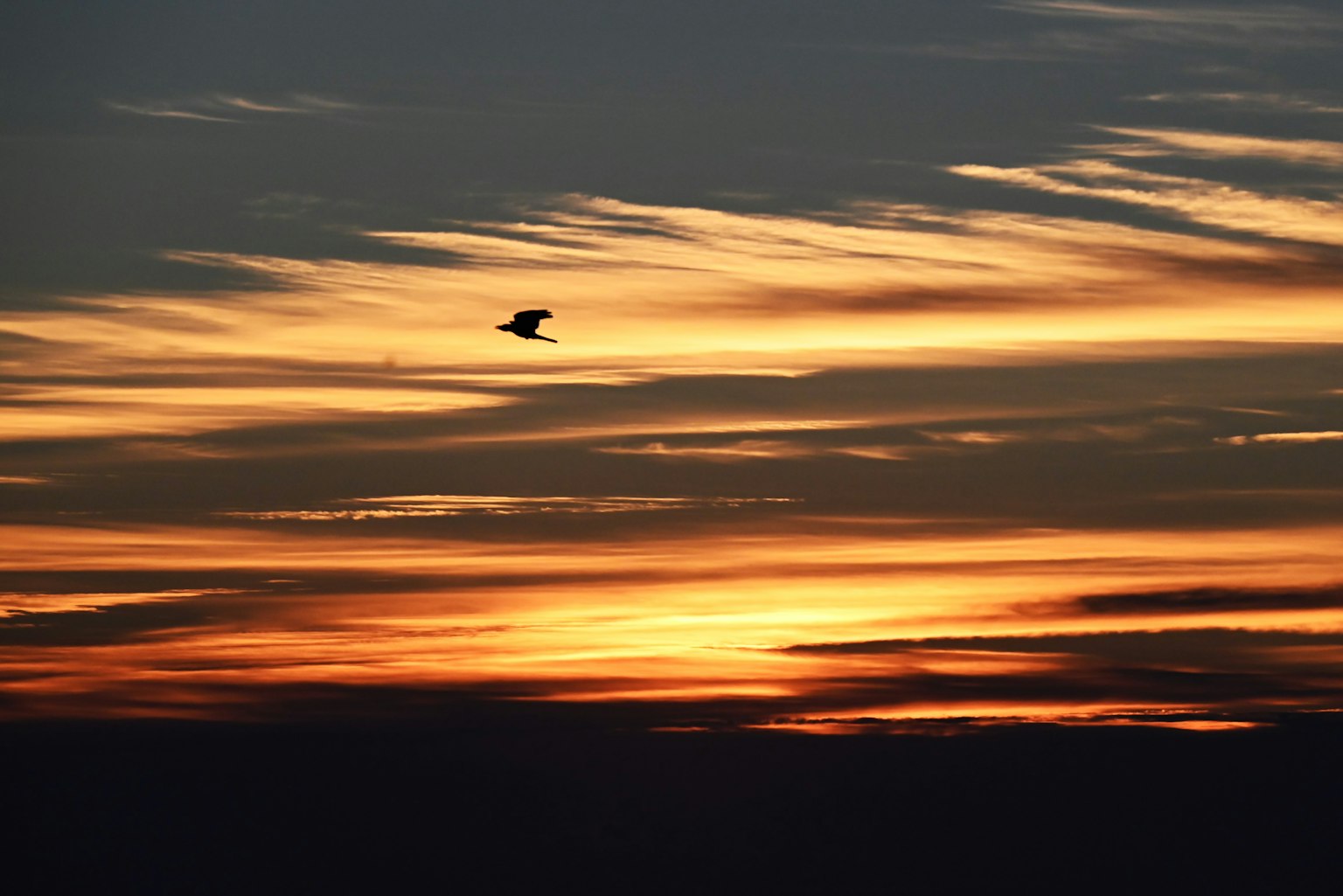 Bird flying against a colorful sunset sky with clouds