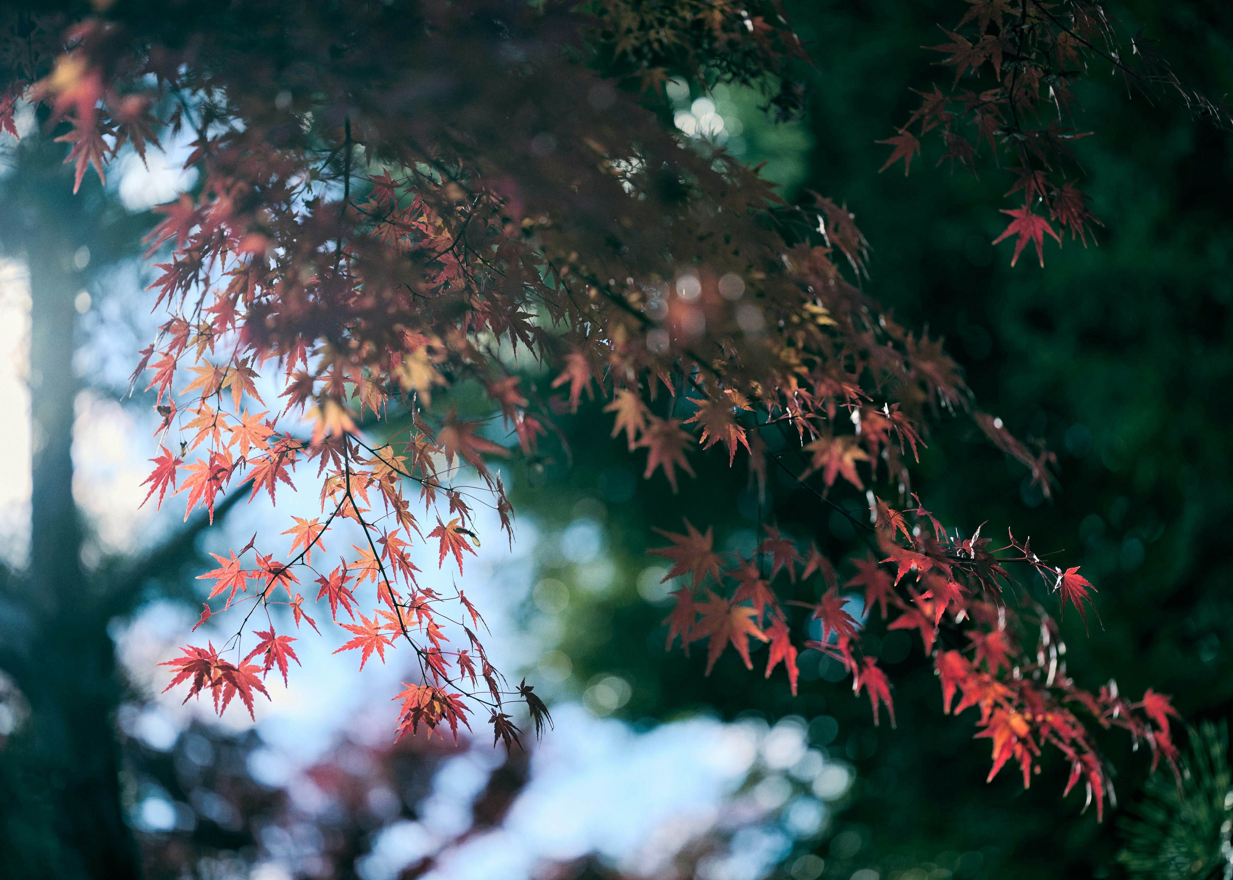 斜映に浮かぶ秋の色の紅葉が枝に揺れる万博公園の木々