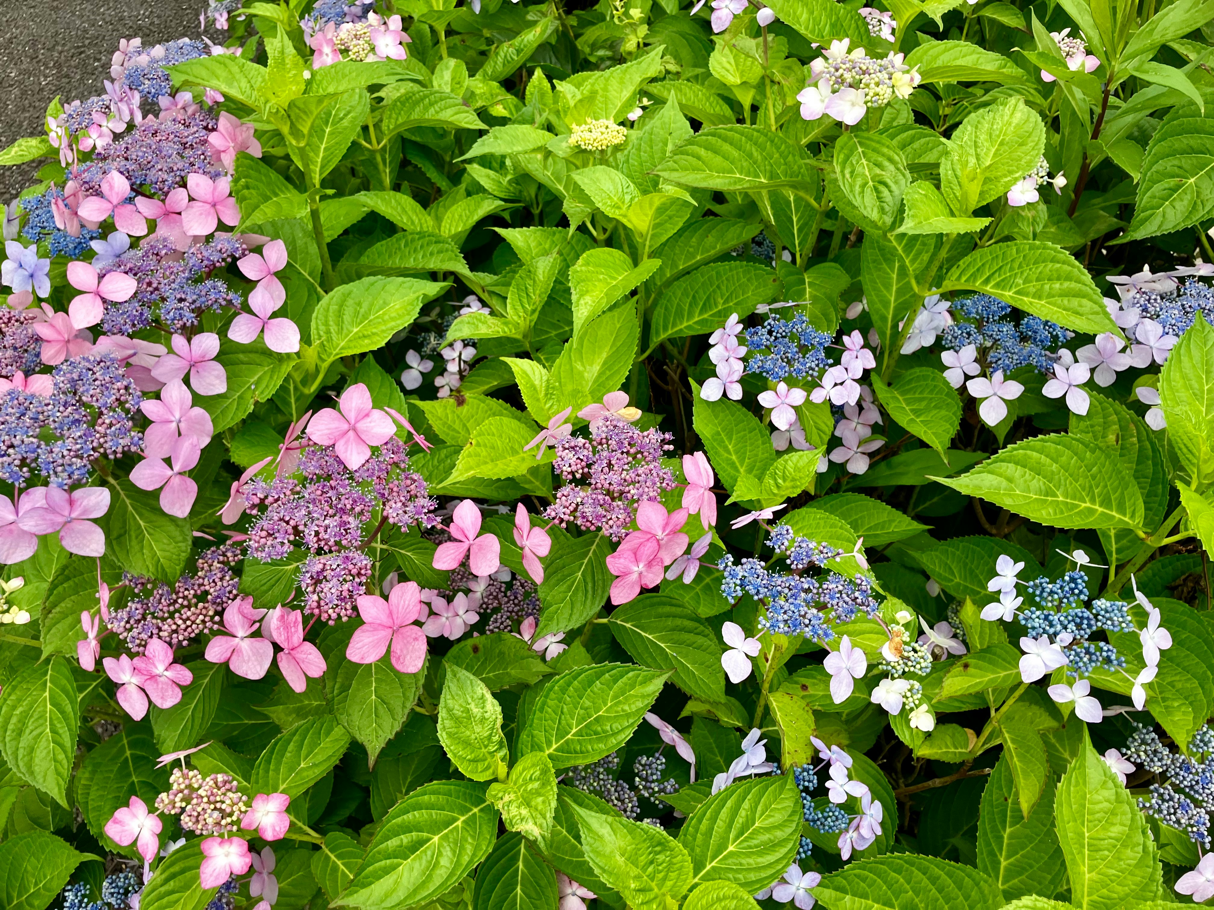 色とりどりのアジサイの花と青い小花が咲く花壇の群生