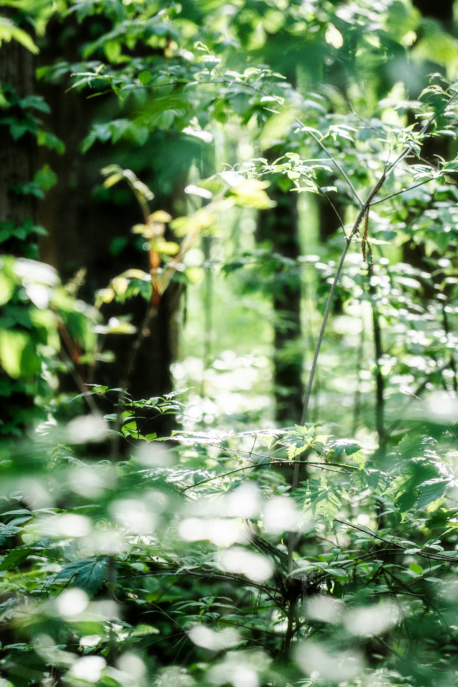 Escena de bosque frondoso con follaje borroso