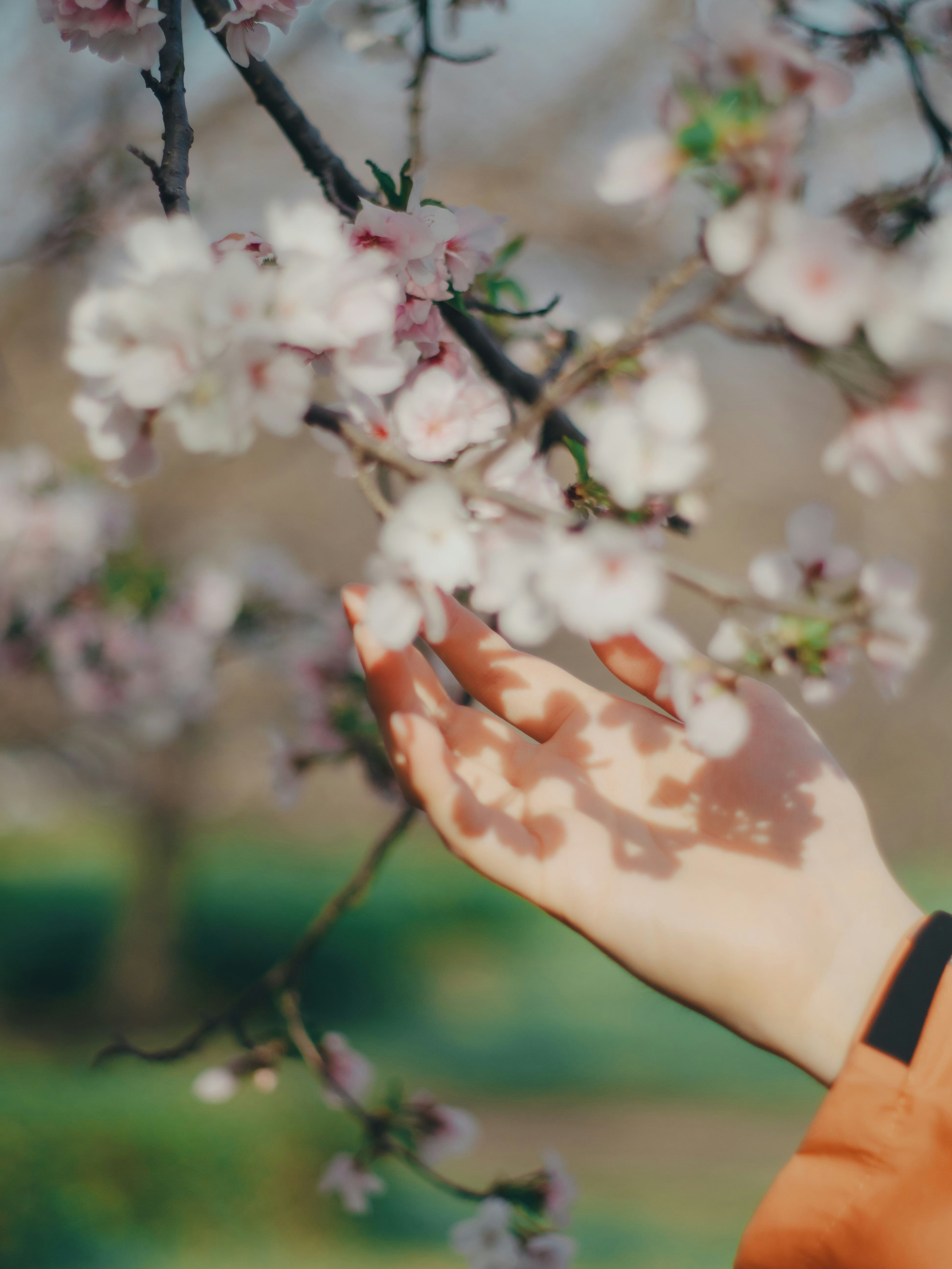 花の枝に触れる手元のクローズアップ