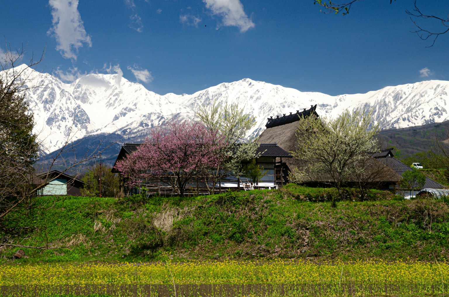 傳統日本房屋與櫻花樹，背景是雪山