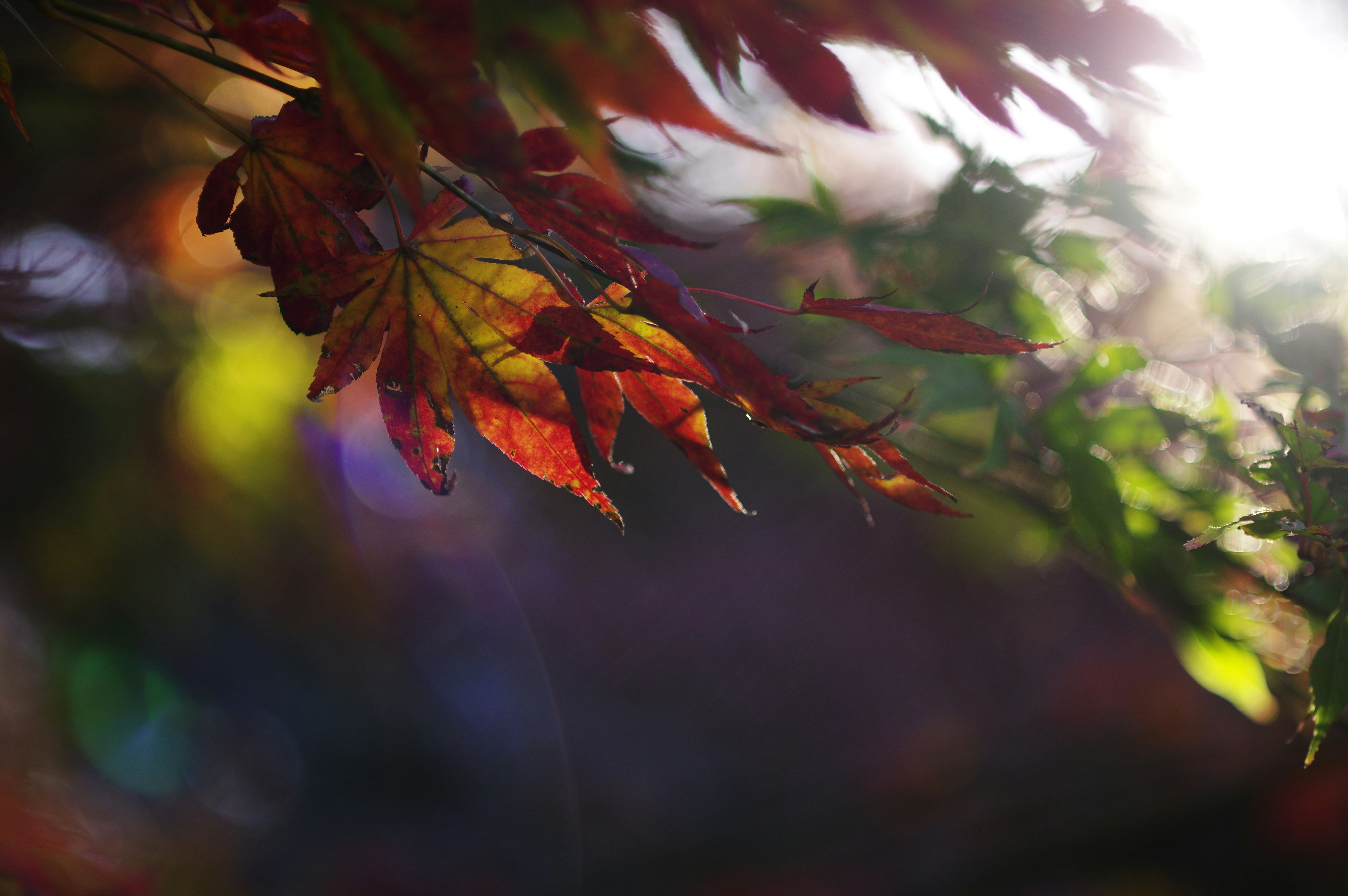色づく紅葉の葉が枝に揺れる秋のボケ背景