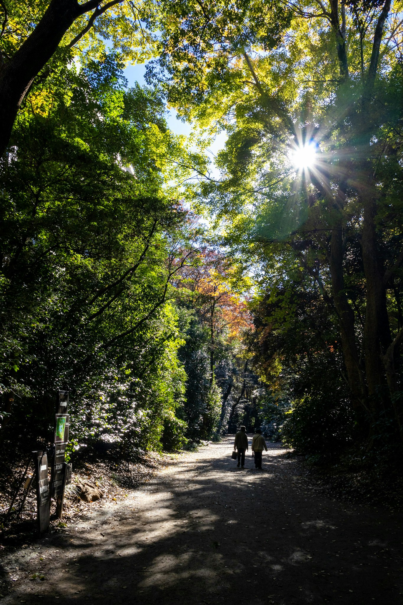 allée bordée d’arbres dans un parc verdoyant avec une personne au loin